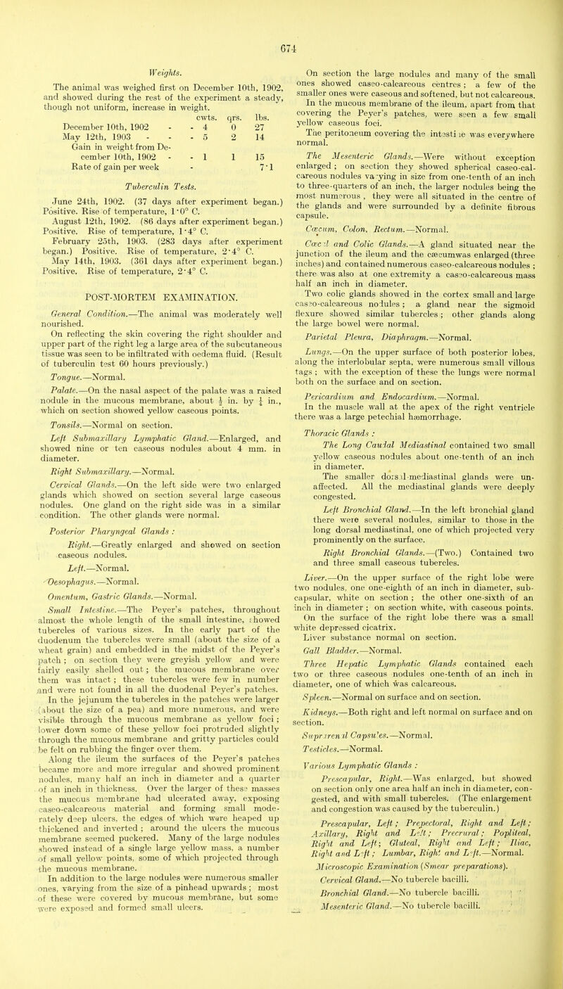 Weights. The animal was weighed first on December 10th, 1902, and showed during the rest of the experiment a steady. though not uniform, increase in weight. cwts. qrs. lbs. December 10th, 1902 - 4 0 27 May 12th, 1903 - 5 2 14 Gain in weight from De- cember 10th, 1902 - - 1 1 15 Rate of gain per weels 7-1 Tuberculin Tests. June 24th, 1902. (37 days after experiment began.) Positive. Rise of temperature, 1 0° C. August 12th, 1902. (86 days after experiment began.) Positive. Rise of temperature, 1 • 4° C. February 2oth, 1903. (283 days after experiment began.) Positive. Rise of temperature, 2'4° C. May 14th, 1903. (361 days after experiment began.) Positive. Rise of temperature, 2*4° C. POST-MORTEM EXAMINATION. General Condition.—The animal was moderately well nourished. On reflecting the skin covering the right shoulder and iipper part of the right leg a large area of the subcutaneous tissue was seen to be infiltrated with oedema fluid. (Result of tuberculin test 60 hours previously.) Tongue.—Normal. Palate.—On the nasal aspect of the palate was a raised nodule in the mucous membrane, about ^ in. by J in., which on section showed yellow caseous points. Tonsils.—Normal on section. Left Submaxillary Lymphatic Gland.—Enlarged, and showed nine or ten caseous nodules about 4 mm. in diameter. Right Submaxillary.—Normal. Cervical Glands.—On the left side were two enlarged glands which showed on section several large caseous nodules. One gland on the right side was in a similar condition. The other glands were normal. Posterior Pharyngeal Glands : Right.—Greatly enlarged and showed on section caseous nodules. Left.—Normal. 'Vesophagus.—Normal. Omentum, Gastric Glands.—Normal. Small Intestine.—The Peyer's patches, throughout almost the whole length of the small intestine, j howed tubercles of various sizes. In the early part of the duodenum the tubercles were small (about the size of a wheat grain) and embedded in the midst of the Peyer's patch ; on section they were greyish yellow and were fairly easily shelled out; the mucous membrane ovex- them was intact; these tubercles were few in number and were not found in all the duodenal Peyer's patches. In the jejunum the tubercles in the patches were larger (about the size of a pea) and more numerous, and were visible through the mucous membrane as yellow foci; lower down some of these yellow foci protruded slightly - through the mucous membrane and gritty particles could be felt on rubbing the finger over them. Along the ileum the surfaces of the Peyer's patches iDCcame more and more irregular and showed prominent nodules, many half an inch in diameter and a quarter . of an inch in thickness. Over the larger of these masses the mucous membrane had ulcerated away, exposing caseo-calcareous material and forming small mode- rately dsep ulcers, the edges of which were heaped up thickened and inverted ; around the ulcers the mucous membrane seemed puckered. Many of the large nodules showed instead of a single large yellow mass, a number of small yellow points, some of which projected through the mucous membrane. In addition to the large nodules were numerous smaller ones, var3dng from the size of a pinhead upwards; most of these were covered by mucous membrane, but some were exposed and formed small ulcers. On section the large nodules and many of the small ones showed caseo-calcareous centres; a few of the smaller ones were caseous and softened, but not calcareous. In the mucous membrane of the ileum, apart from that covering the Peyer's patches, were seen a few small yellow caseous foci. The peritoneum covering the intssti le was everywhere normal. The Mesenteric Glands.—Were without exception enlarged ; on section they showed spherical caseo-cal- careous nodules va ying in size from one-tenth of an inch to three-quarters of an inch, the larger nodules being the most numerous , they were all situated in the centre of the glands and were surrounded by a definite fibrous capsule. Caecum, Colon, Rectum.—Normal. Ccec :l and Colic Glands.—A gland situated near the junction of the ileum and the caecumwas enlarged (three inches) and contained numerous caseo-calcareous nodules ; there was also at one extremity a casao-calcareous mass half an inch in diameter. Two colic glands showed in the cortex small and large cas?o-calcareous nodules; a gland near the sigmoid flexure showed similar tubercles; other glands along the large bowel were normal. Parietal Pleura, Diaphragm.—Normal. Lungs.—On the upper surface of both posterior lobes, along the interlobular septa, were numerous small villous tags ; with the exception of these the lungs were normal both on the surface and on section. Pericardium and Endocardium.—Normal. In the muscle wall at the apex of the right ventricle there was a large petechial ha)morrhage. Thoracic Glands : The Long Caudal Mediastinal contained two small yellow caseous nodules about one-tenth of an inch in diameter. The smaller dors :il-mediastinal glands were un- affected. All the mediastinal glands were deeply congested. Left Bronchial Gland.—In the left bronchial gland there were several nodules, similar to those in the long dorsal mediastinal, one of which projected very prominently on the surface. Right Bronchial Glands.—(Two.) Contained two and three small caseous tubercles. Liver.—On the upper surface of the right lobe were two nodules, one one-eighth of an inch in diameter, sub- capsular, white on section ; the other one-sixth of an inch in diameter ; on section white, with caseous points. On the surface of the right lobe there was a small white depressed cicatrix. Liver substance normal on section. Gall Bladder.—Normal. Three Hepatic Lymphatic Glands contained each two or three caseous nodules one-tenth of an inch in diameter, one of which was calcareous. Spleen.—Normal on surface and on section. Kidneys.—Both right and left normal on surface and on section. Suprarenil Capsu'.es.—Normal. Testicles.—Normal. Various Lymphatic Glands : Prescapular, Right.—Was enlarged, but showed on section only one area half an inch in diameter, con- gested, and with small tubercles. (The enlargement and congestion was caused by the tuberculin.) Prescapular, Left; Prepectoral, Right and Left ; Axillary, Right and Lt/t; Precrural; Popliteal, Right and Left; Gluteal, Right and Left; Iliac, Right and Lift ; Lumbar, Right and Lift.—Normal. Ilicroscopic Examination {Smear preparations). Cervical Gland.—No tubercle bacilli. Bronchial Gland.—No tubercle bacilli. ; ' Mesenteric Gland.—No tubercle bacilli.