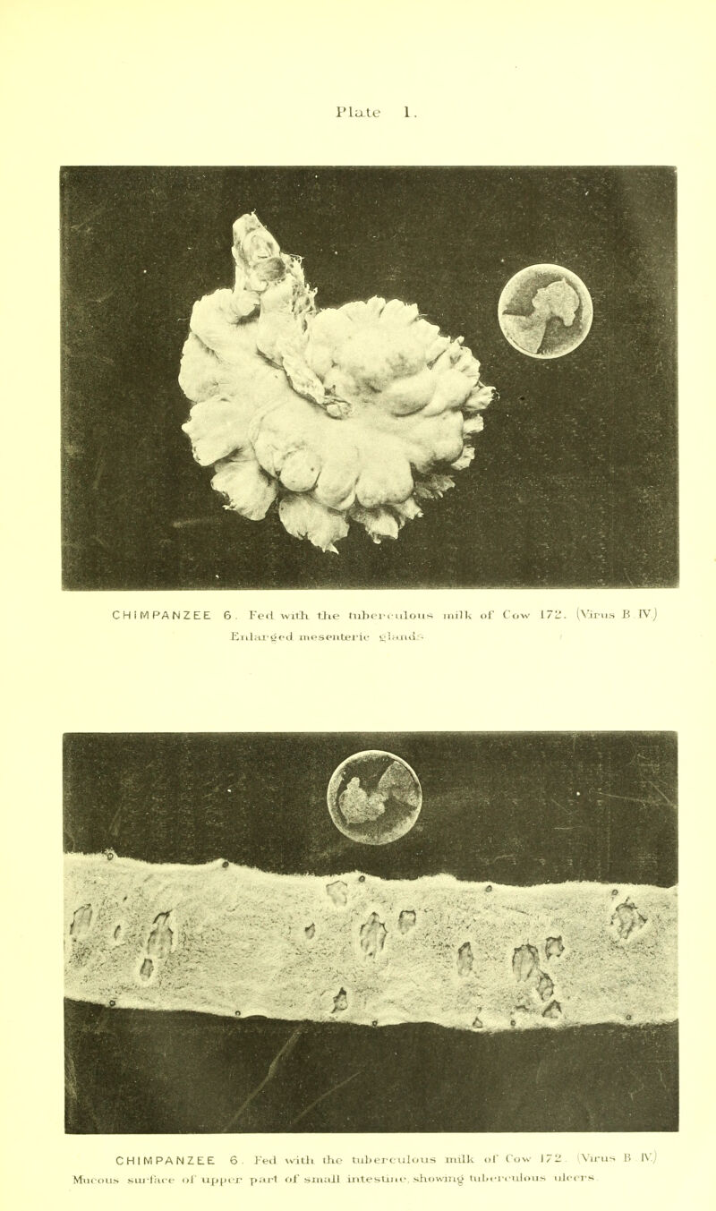 Plixle 1. CHIMPANZEE 6. Fed \vdtli ihe tubercxilous milk of Cow 172. i\irus B IV.j Miir oiLs sui lacf ol ux^pt r part oi small intestino. sKowiiLg tulx-i culons uierTs