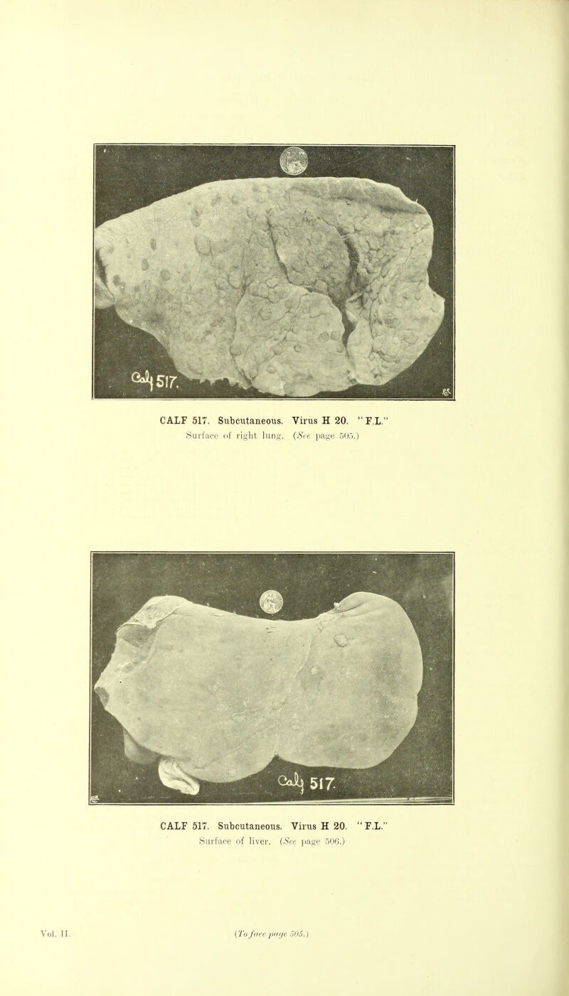 CALF 517. Subcutaneous. Virus H 20. F.L. Surface of right lung. (Ae page 505.) CALF 517. Subcutaneous. Virus H 20. F.L. )Surface of livei-. {See page 506.)