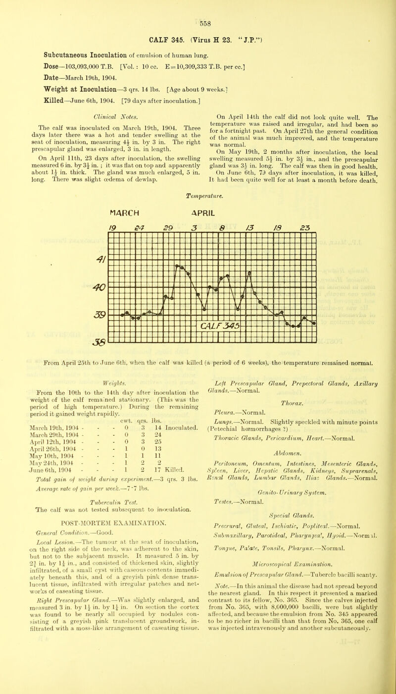 CALF 345. (Virus H 23.  J.P.) Subcutaneous Inoculation of emulsion of human lung. Dose—103,093,000 T.B. [Vol. : 10 cc. £ = 10,309,333 T.B. per cc] Date—March 19th, 1904. Weight at Inoculation—3 qrs. 14 lbs. [Age about 9 weeks.] Killed—June 6th, 1904. [79 days after inoculation.] Clinical Notes. The calf was inoculated on March 19th, 1904. Three days later there was a hot and tender swelling at the seat of inoculation, measuring 4|^ in. by 3 in. The right prescapular gland was enlarged, 3 in. in length. On April 11th, 23 days after inoculation, the swelling measured 6 in. by 3|^ in. ; it was flat on top and apparently about 1^ in. thick. The gland was much enlarged, 5 in. long. There was slight CBdema of dewlap. On April 14th the calf did not look quite well. The temperature was raised and irregular, and had been so for a fortnight past. On April 27th the general condition of the animal was much improved, and the temperature was normal. On May 19th, 2 months after inoculation, the local swelling measured 5^ in. by 3| in., and the prescapular gland was 3-J in. long. The calf was then in good health. On June 6th, 79 days after inoculation, it was killed. It had been quite well for at least a month before death. MARCH 19 S4 Temperature. APRIL 29 3 S 13 18 23 41 40 39 S8 ?5 i •»5S From April 25th to June 6th, when the calf was killed (a period of 6 weeks), the temperature remained normal. Weirjhts. From the 10th to the 14th day after inoculation the weight of the calf remained stationary. (This was the period of high temperature.) During the remaining period it gained weight rapidly. cwt. qrs. lbs. March 19th, 1904 - - - 0 3 14 Inoculated. March 29th, 1904 - - - 0 3 24 April 12th, 1904 - - - 0 3 25 April 26th, 1904 - - - 1 0 13 May 10th, 1904 - - - 1 1 11 May 24th, 1904 - - - 1 2 2 •June 6th, 1904 - - - 1 2 17 Killed. Total gain of weight during experiment.—3 qrs. 3 lbs. Average rate of gain per week.—7*7 lbs. Tuberculin Test. The calf was not tested subsequent to inoculation. POST-MORTEM EXAMINATION. General Condition.—Good. Local Lesion.—The tumour at the seat of inoculation, on the right side of the neck, was adherent to the skin, but not to the subjacent muscle. It measured 5 in. by 2| in. by 1|- in., and consisted of thickened skin, slightly infiltrated, of a small cyst with caseous contents immedi- ately beneath this, and of a greyish pink dense trans- lucent tissue, infiltrated with irregular patches and net- works of caseating tissue. Right Prescapular Gland.—Was slightly enlarged, and measured 3 in. by 1| in. by 1| in. On section the cortex was found to be nearly all occupied by nodules con- sisting of a greyish pink translucent groundwork, in- filtrated with a moss-like arrangement of caseating tissue. Left Prescapular Gland, Prepectoral Glands, Axillary Gla nds. —^Normal. Thorax. Pleura.—Normal. Lungs.—Normal. Slightly speckled with minute points (Petechial lioemorrhages ?) Thoracic Glands, Pericardium, Heart.—Normal. Abdomen. Peritoneum, Omentum, Intestines, Mesenteric Glands, Spleen, Liver, Hepatic Glands, Kidneys, Suprarenals, Renil Glands, Lumbar Glands, Uiao Glands.—Normal. Genito- Urinary System. Testes.—Normal. Special Glands. Precrural, Gluteal, Lschiatic, Popliteal.—Normal. Submaxillary, Parotideal, Pharyngeal, Hyoid.—Normil. Tongue, Palate, Tonsils, Plvirynx.—Normal. Microscopical Examination. Emulsion of Prescapular Gland.—Tubercle bacilli scanty. Note.—In this animal the disease had not spread beyond the nearest gland. In this respect it presented a marked contrast to its fellow. No. 365. Since the calves injected from No. 365, with 8,000,000 bacilli, were but slightly affected, and because the emulsion from No. 345 appeared to be no richer in bacilli than that from No. 365, one calf was injected intravenously and another subcutaneously.