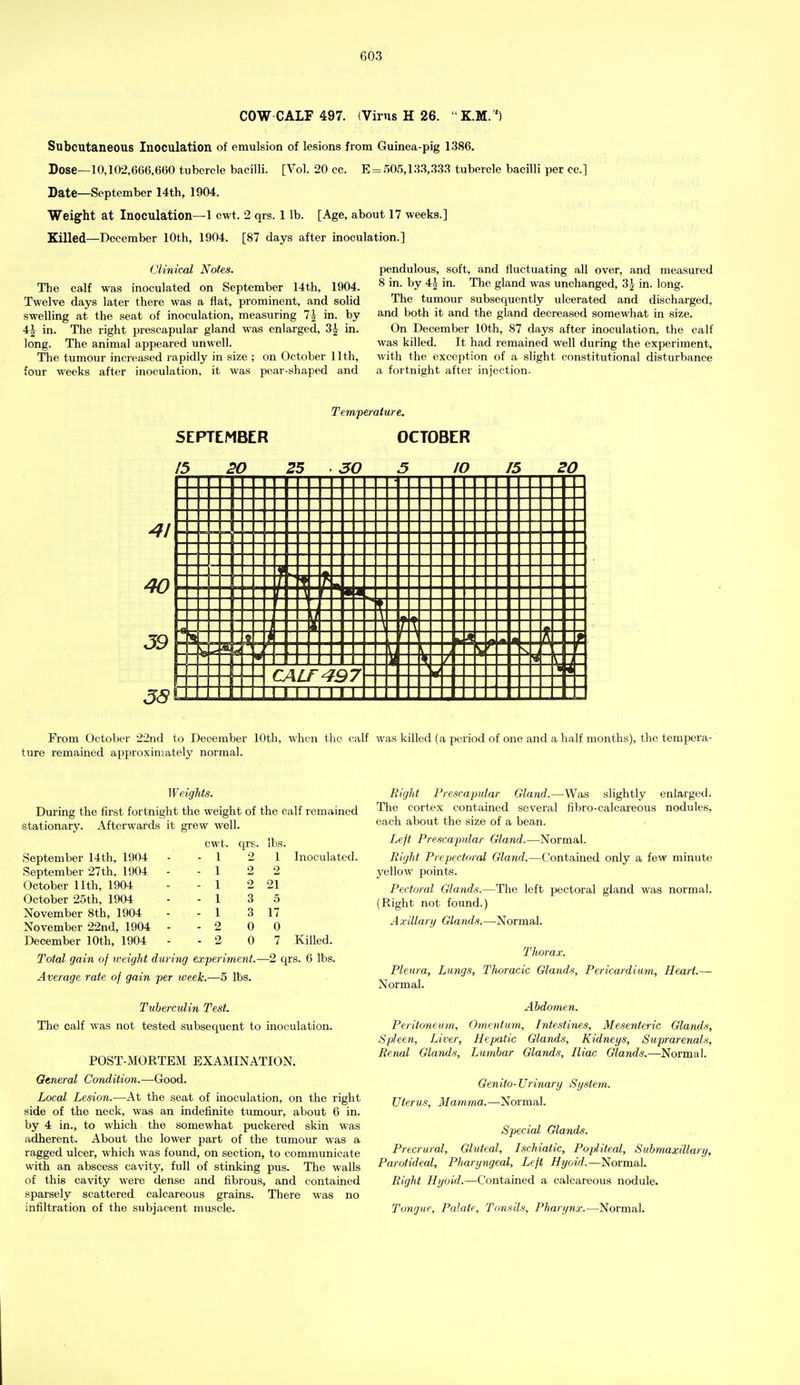 COW CALF 497. (Virus H 26. K.M. ') Subcutaneous Inoculation of emulsion of lesions from Guinea-pig 1386. Dose—10,102,666,660 tubercle bacilli. [Vol. 20 cc. E = .')05,13.3,.3.33 tubercle bacilli per cc.] Date—September 14th, 1904. Weight at Inoculation—1 cwt. 2 qrs. 1 lb. [Age, about 17 weeks.] Killed—December 10th, 1904. [87 days after inoculation.] Clinical Notes. The calf was inoculated on September 14th, 1904. Twelve days later there was a flat, prominent, and solid swelling at the seat of inoculation, measuring 1\ in. by 4J in. The right prescapular gland was enlarged, 3| in. long. The animal appeared unwell. The tumour increased rapidly in size ; on October 11th, four weeks after inoculation, it was pear-shaped and pendulous, soft, and fluctuating all over, and measured 8 in. by 4^ in. The gland was unchanged, 3| in. long. The tumour subsequently ulcerated and discharged, and both it and the gland decreased somewhat in size. On December 10th, 87 days after inoculation, the calf was killed. It had remained well during the experiment, with the exception of a slight constitutional disturbance a fortnight after injection. SEPTEMBER 15 20 25 Temperature. OCTOBER . 30 lO 15 20 41 40 59 38^ CALF 497 I n 11 in t -^5 From October 22nd to December lOtli, when the calf was killed (a period of one and a half months), the tempera- ture remained approximately normal. W eigMs. During the first fortnight the weight of the calf remained stationary. Afterwards it grew well. cwt. qrs. lbs. September 14th, 1904 - - 1 2 1 Inoculated. September 27th, 1904 - - 1 2 2 October 11th, 1904 - 1 2 21 October 25th, 1904 - 1 3 5 November 8th, 1904 - 1 3 17 November 22nd, 1904 - . 2 0 0 December 10th, 1904 - 2 0 7 Killed. Total gain of weight during experiment.—2 C[rs. 6 lbs. Average rate of gain per tveek.—5 lbs. Tuberculin Test. The calf was not tested subsequent to inoculation. POST-MORTEM EXAMINATION. General Condition.—Good. Local Lesion.—At the seat of inoculation, on the right side of the neck, was an indefinite tumour, about 6 in. by 4 in., to which the somewhat puckered skin was adherent. About the lower part of the tumour was a ragged ulcer, which was found, on section, to communicate with an abscess cavity, full of stinking pus. The walls of this cavity were dense and fibrous, and contained sparsely scattered calcareous grains. There was no Eight Prescapular Gland.—Was slightly enlarged. Tlie cortex contained several fibro-calcareous nodules, each about the size of a bean. Left Prescapular Gland.—Normal. Right Prepectoral Gland.—Contained only a few minute yellow points. Pectoral Glands.—The left jiectoral gland was normal. (Right not found.) Axillary Glands.—Normal. Thorax. Pleura, Lungs, TJwracic Glands, Pericardium, Heart.— Normal. Aidomen. Peritoneum., Omentum, Intestines, Mesenteric Glands, Spleen, Liver, Hepatic Glands, Kidneys, Suprarenals, Rencd Glands, Lumbar Glands, Iliac Glands.—Normal. Genito- Urinary System. Uterus, Mamma.—Normal. Special Glands. Precrural, Gluteal, Ischiatic, Popliteal, Submaxillary, Parotideal, Pharyngeal, Left Hyoid.—Normal. Right Hyoid.—Contained a calcareous nodule.