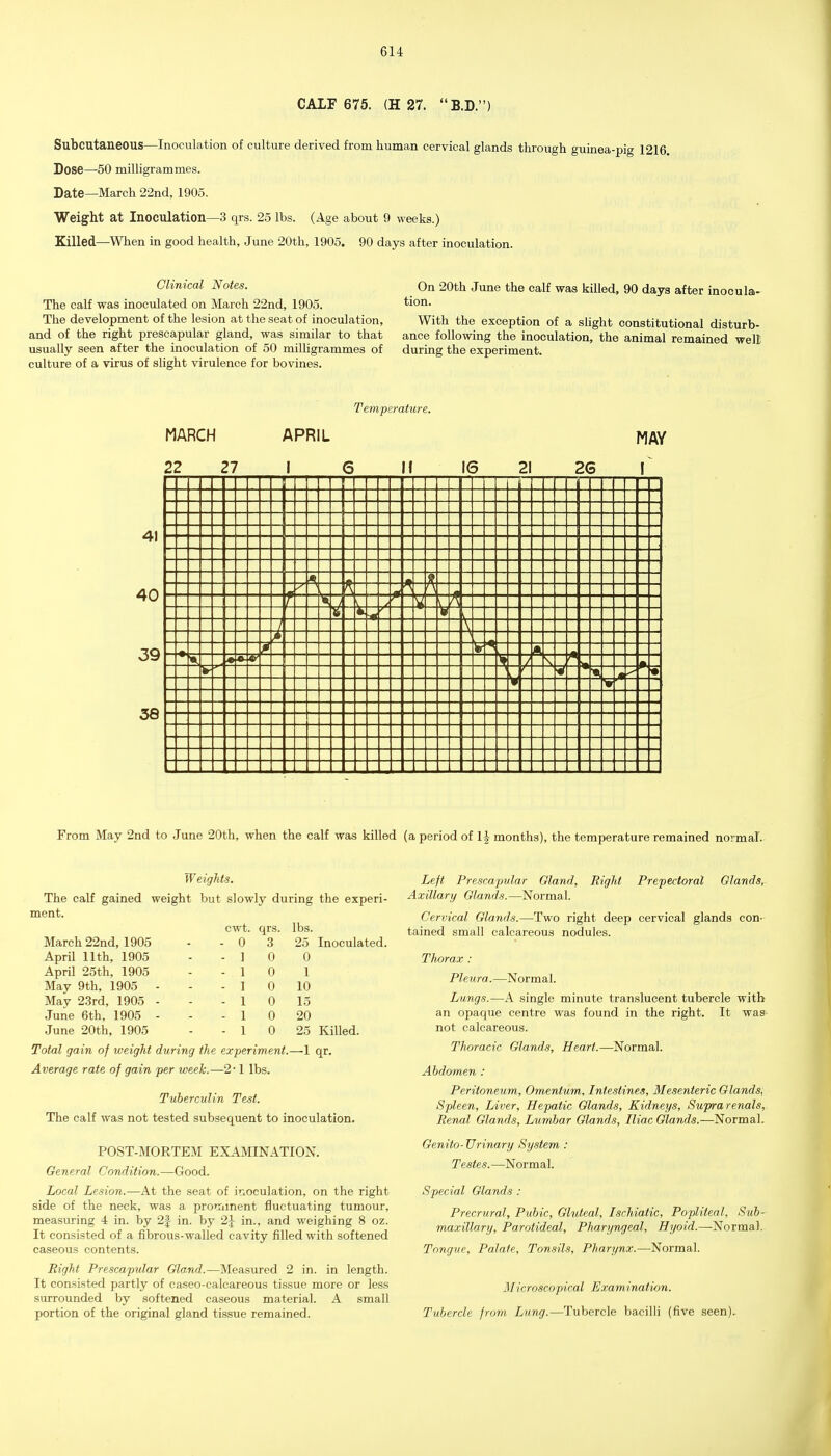 CALF 675. (H 27. B.D.) Subcutaneous—Inoculation of culture derived from human cervical glands through guinea-pig 1216. Dose—-50 milligrammes. Date—March 22nd, 1905. Weight at Inoculation—3 qrs. 25 lbs. (Age about 9 weeks.) Killed—When in good health, June 20th, 1905. 90 days after inoculation. Clinical Notes. The calf was inoculated on March 22nd, 1905. The development of the lesion at the seat of inoculation, and of the right prescapular gland, was similar to that usually seen after the inoculation of 50 milligrammes of culture of a virus of slight virulence for bovines. On 20th June the calf was killed, 90 days after inocula- tion. With the exception of a sUght constitutional disturb- ance following the inoculation, the animal remained well during the experiment. Temperature. MARCH 22 27 APRIL I 6 16 21 26 MAY r ::: --; v'- — * ^; -4-- - s »-- 41 40 39 38 From May 2nd to June 20th, when the calf was killed (a period of 1|- months), the temperature remained normal. Weights. The calf gained weight but slowly during the experi- ment. March 22nd, 1905 April nth, 1905 April 25th, 1905 May 9th, 1905 May 23rd, 1905 June 6th, 1905 June 20th, 1905 cwt. - 0 qrs. 3 0 0 0 0 0 0 Inoculated. lbs. 25 0 1 10 15 20 25 Killed. Total gain of weight during the experiment.—1 qr. Average rate of gain per week.—2 -1 lbs. Tuberculin Test. The calf was not tested subsequent to inoculation. POST-MORTEM EXAMINATION. General Condition.—^Good. Local Lesion.—At the seat of inoculation, on the right side of the neck, was a prominent fluctuating tumour, measuring 4 in. by 2| in. by 2J in., and weighing 8 oz. It consisted of a fibrous-walled cavity filled with softened caseous contents. Right Prescapular Gland.—Measured 2 in. in length. It consisted partly of caseo-calcareous tissue more or less surrounded by softened caseous material. A small portion of the original gland tissue remained. Left Prescapular Gland, Right Prepectoral Glands, Axillary Glands.—Normal. Cervical Glands.—^Two right deep cervical glands con- tained small calcareous nodules. Thorax : Pleura.—Normal. Lungs.—A single minute translucent tubercle with an opaque centre was found in the right. It was- not calcareous. Thoracic Glands, Heart.—Normal. Abdomen : Peritoneum, Om,entum, Intestines, Mesenteric Glands, Spleen, Liver, Hepatic Glands, Kidneys, Supra renals. Renal Glands, Lumbar Glands, Uiac Glands.—Normal. Genito-Urinary System : Testes. —Normal. Special Glands : Precrural, Pubic, Gluteal, Ischiatic, Popliteal, Sub- maxillary, Parotideal, Pharyngeal, Hyoid.—Normal. Tongue, Palate, Tonsils, Pharynx.—Normal. Microscopical Examination. Tubercle from Lung.—Tubercle bacilli (five seen).