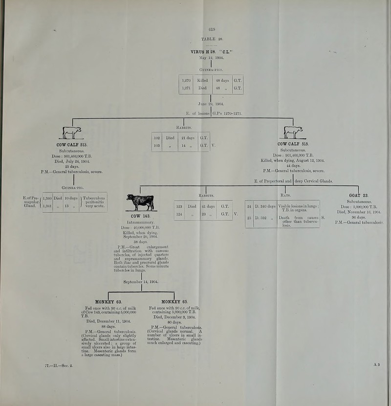 Gig TABLE 28. VIRUS H 28. OX. May 12, 1904. Guinea-pigs. 1,870 Ki led 48 days G.T. 1,271 Died 48 „ U.T. G.P's 127U-1271. COW-CALF 513. Subcutaueous. Dose: 901,466,000 T.li. Died, July 24, 190 4. 25 days. —General tuberculosis, severe. 102 Died 21 days i.T. 103 U „ J.T. E. of Pre scapula] Gland. 1,340 Died 10 days 1 Tuberculous y peritonitis 1,341 13 „ J very acute. COW 143. Lntramauiniary. Dose: 40,000,000 T.B. Killed, when dying, September 20,1904. 38 days. P.M.—Great enlargement and infiltration with caseout tubercles, of injected quarters and supraniainmary glands. Both iliac and precrural glands contain tubercles. Some minute tubercles in lungs. COW CALF 515. Subcutaneous. Dose: 901,466,000 T.B. Killed, when dying, August 12,1004. 44 days. P.M.—General tuberculosis, severe. E. of Prepectoral and I deep Cervical Glands. ^ 123 Died 41 days G.T. 124 P „ G.T. 24 D. 340 days Visible lesions in lungs ; T.B. in organs. 25 D.592 „ Death from causes other than tubercu- losis. Died; P.M.- G0AT 23. Subcutaneous. 3e: 5,000,000 T.B. November 1G, 1904. 9G days. ■General tuberculosis. lumber 14, 1904. MONKEY 63. Fed once with 90 c.C. of milk of Cow 143, containing 5,000,000 T.B. Died, December 11, 1904. 88 days. P.M.—General tuberculosis. (Cervical glands only slightly affected. Small intestine exten- sively ulcerated; a group of small ulcers also in large intes- tine. Mesenteric glands form a large caseating mass.) Fed once with 90 c.c. of milk, containing 5,000,000 T.B. Died, December 3,1904. 80 days. P.M.—General tuberculosis. (Cervical glands normal, A number of ulcers in small in- testine. Mesenteric glands much enlarged and caseating.)