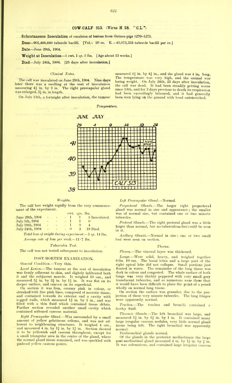 COW-CALF 513. (Virus H 28.  C.L.) Subcutaneous Inoculation of emulsion of lesions from Guinea-pigs 1270-1271. Dose—901,466,660 tubercle bacilli. [Vol.: 20 cc. E. =45,073,333 tubercle bacilli per cc] Date—June 29th, 1904. Weight at Inoculation—1 cwt. 1 qr. 5 lbs. [Age about 13 weeks.] Died—July 24th, 1904. [25 days after inoculation.] Clinical Notes. The calf was inoculated on June 29th, 1904. Nine days later there was a swelling at the seat of inoculation measuring 4J in. by 3 in. The right prescapular gland was enlarged, 3| in. in length. On July 13th, a fortnight after inoculation, the tumour measured 6| in. by 4£ in., and the gland was 4 in. long. The temperature was very high, and the animal Avas losing weight. On July 24th, 25 days after inoculation, the calf was dead. It had been steadily getting worse since 13th, and for 3 days previous to death its respiration had been exceedingly laboured, and it had generally been seen lying on the ground with head outstretched. Temperature. JUNE JULY 29 -4 9 14 19 24 Weights. The calf lost weight rapidly from the very commence- ment of the experiment. June 29th, 1904 July 5th, 1904 July 19th, 1904 July 24th, 1904 cwt. 1 1 1 0 qrs. 1 1 0 3 lbs. 5 Inoculated. 0 4 19 Died. Total loss of weight during experiment.—1 qr. 14 lbs. Average rate of loss per week.—11*7 lbs. Tuberculin Test. The calf was not tested subsequent to inoculation. POST-MORTEM EXAMINATION. General Condition.—Very thin. Local Lesion.—The tumour at the seat of inoculation was firmly adherent to skin, and slightly infiltrated both it and the subjacent muscle. It weighed 10 ozs., and measured 5\ in. by 3| in. by 1J in. It was flat on its deeper surface, and convex on its superficial. On section it was firm, creamy pink in colour, or streaked with fine pink lines, composed of necrotic tissue, and contained towards its exterior end a cavity with ragged walls, which measured If in. by 1 in., and was filled with a thin fluid which contained tissue debris. Further section revealed another small cavity which contained softened caseous material. Right Prescapular Gland.—Was surrounded by a small amount of yellow gelatinous oedema, and was not ad- herent to neighbouring structures. It weighed 4 ozs., and measured 4 in. by If in. by If in. Section showed it to be yellowish and caseous throughout, except for a small triangular area in the centre of the gland, where the normal gland tissue remained, and was speckled with pinhead yellow caseous points. Left Prescapular Gland.—Normal. Prepectoral Glands.—The larger right prepectoral gland was normal in size and appearance ; the smaller was of normal size, but contained one or two minute tubercles. Pectoral Glands.—The right pectoral gland was a little larger than normal, but no tuberculous foci could be seen in it. Axillary Glands.—Normal in size ; one or two small foci were seen on section. Thorax. Pleura.—The visceral layer was thickened. Lungs.—Were solid, heavy, and weighed together 6 lbs. 10 ozs. The basal lobes and a large part , of the right apical lobe did not collapse. Small portions just floated in water. The remainder of the lung tissue was dark in colour and congested. The whole surface of both lungs was very thickly peppered with very small grey translucent tubercles, and so numerous were these that it would have been difficult to place the point of a pencil wholly on normal lung tissue. On section the surface was granular, due to the pro- jection of these very minute tubercles. The lung fringes were apparently normal. Trachea.—The trachea and bronchi contained a frothy fluid. Thoracic Glands.—The left bronchial was large, and measured If in. by If in. by 1 in. It contained many large irregular caseous nodules, very little normal gland tissue being left. The right bronchial was apparently normal. Peribronchial glands normal. Of the glands in the posterior mediastinum the large post-mediastinal gland measured 4 in. by If in. by £ in. It was oedeniatous, and contained large irregular caseous