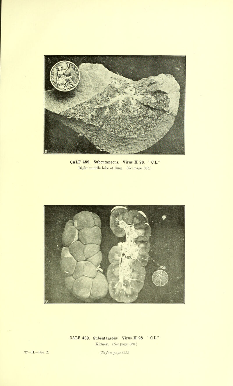 CALF 489. Subcutaneous. Virus H 28.  C.L. Eight middle lobe of lung. (See page 635.) CALF 489. Subcutaneous. Virus H 28. C.L. Kidney. (See page 636.) -II.—Sec. 2. (To facciKuje 6S5.)