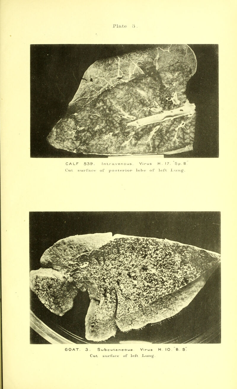 GOAT. 3- Subcutaneous Virus H 10 B S Cut, surface of left X.ixrtg'.