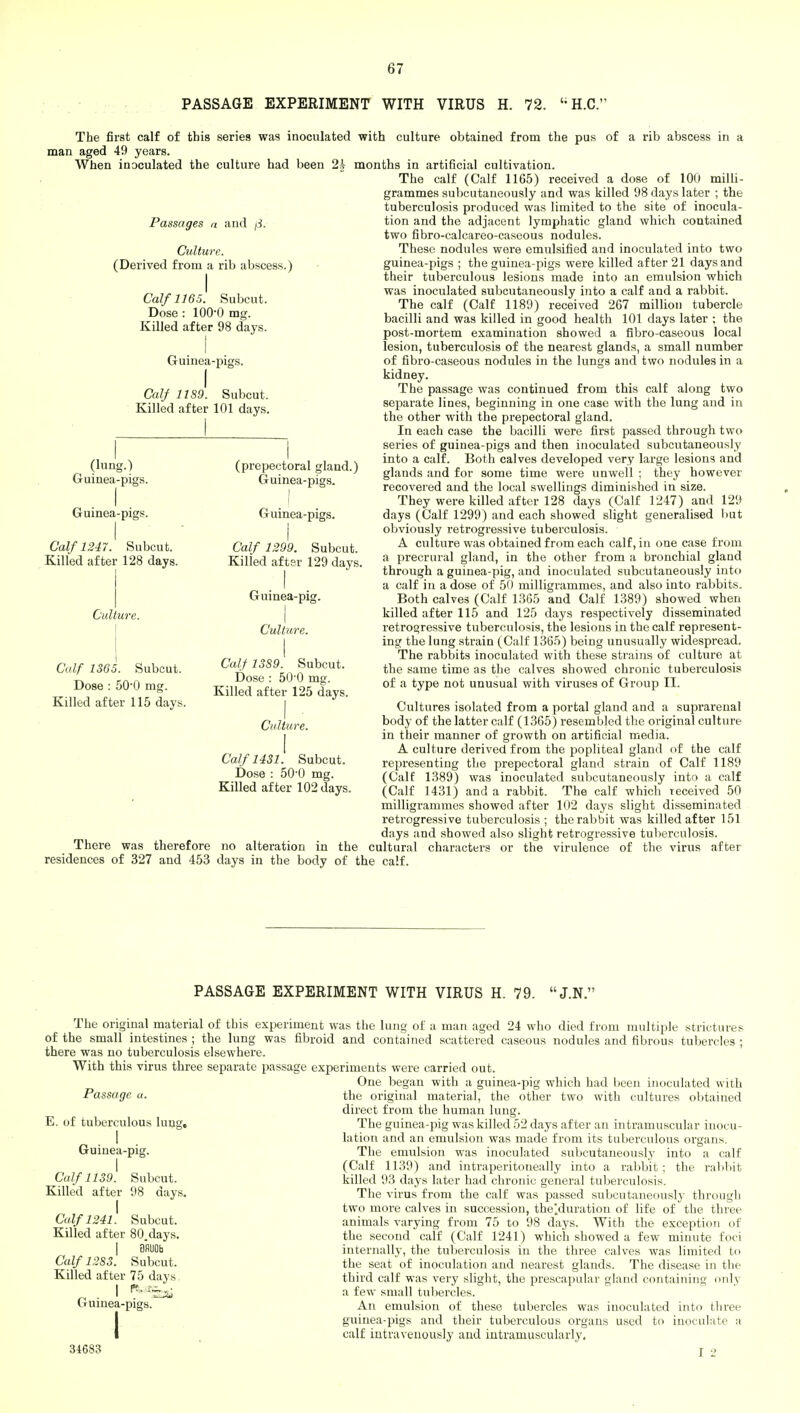 PASSAGE EXPERIMENT WITH VIRUS H. 72. H.C. The first calf of this series was inoculated with culture obtained from the pus of a rib abscess in a man aged 49 years. When inoculated the culture had been 2A months in artificial cultivation. The calf (Calf 1165) received a dose of 100 milli- grammes subcutaneously and was killed 98 days later ; the tuberculosis produced was limited to the site of inocula- tion and the adjacent lymphatic gland which contained two fibro-calcareo-caseous nodules. These nodules were emulsified and inoculated into two guinea-pigs ; the guinea-pigs were killed after 21 daysand their tuberculous lesions made into an emulsion which was inoculated subcutaneously into a calf and a rabbit. The calf (Calf 1189) received 267 million tubercle bacilli and was killed in good health 101 days later ; the post-mortem examination showed a fibro-caseous local lesion, tuberculosis of the nearest glands, a small number of fibro-caseous nodules in the lungs and two nodules in a kidney. The passage was continued from this calf along two separate lines, beginning in one case with the lung and in the other with the prepectoral gland. In each case the bacilli were first passed through two series of guinea-pigs and then inoculated subcutaneously into a calf. Both calves developed very large lesions and glands and for some time were unwell ; they however recovered and the local swellings diminished in size. They were killed after 128 days (Calf 1247) and 129 days (Calf 1299) and each showed slight generalised but obviously retrogressive tuberculosis. A culture was obtained from each calf, in one case from a precrural gland, in the other from a bronchial gland through a guinea-pig, and inoculated subcutaneously into a calf in a dose of 50 milligrammes, and also into rabbits. Both calves (Calf 1365 and Calf 1389) showed when killed after 115 and 125 days respectively disseminated retrogressive tuberculosis, the lesions in the calf represent- ing the lung strain (Calf 1365) being unusually widespread. The rabbits inoculated with these strains of culture at the same time as the calves showed chronic tuberculosis of a type not unusual with viruses of Group II. Passages a and /i. Culture. (Derived from a rib abscess.) I Calf 116.5. Subcut. Dose : 100-0 mg. Killed after 98 days. I Guinea-pigs. I Calf 1189. Subcut. Killed after 101 days. (lung.) Guinea-pigs. I Guinea-pigs. I Calf 1247. Subcut. Killed after 128 days. Culture. (prepectoral gland.) Guinea-pigs. I Guinea-pigs. I Calf 1299. Subcut. Killed after 129 days. . I Guinea-pig. I I Culture. Subcut. Calf 1365. Dose : 50*0 mg. Killed after 115 days. Calf 13S9. Subcut. Dose : 50'0 mg. Killed after 125 days. Cultures isolated from a portal gland and a suprarenal body of the latter calf (1365) resembled the original culture in their manner of growth on artificial media. A culture derived from the popliteal gland of the calf representing the prepectoral gland strain of Calf 1189 (Calf 1389) was inoculated subcutaneously into a calf (Calf 1431) and a rabbit. The calf which received 50 milligrammes showed after 102 days slight disseminated retrogressive tuberculosis ; the rabbit was killed after 151 days and showed also slight retrogressive tuberculosis. There was therefore no alteration in the cultural characters or the virulence of the virus after residences of 327 and 453 days in the body of the calf. Culture. CalfUSl. Subcut. Dose : 50-0 mg. Killed after 102 days. PASSAGE EXPERIMENT WITH VIRUS H. 79. J.N. The original material of this experiment was the lung of a man aged 24 who died from multiple strictures of the small intestines ; the lung was fibroid and contained scattered caseous nodules and fibrous tubercles ; there was no tuberculosis elsewhere. With this virus three separate passage experiments were carried out. One began with a guinea-pig which had been inoculated with the original material, the other two with cultures obtained direct from the human lung. The guinea-pig was killed 52 days after an intramuscular inocu- lation and an emulsion was made from its tuberculous organs. The emulsion was inoculated subcutaneously into a calf (Calf 1139) and intraperitoneally into a rabbit ; the rabbit killed 93 days later had chronic general tuberculosis. The virus from the calf was passed subcutaneously through two more calves in succession, the'duration of life of the three animals varying from 75 to 98 days. With the exception of the second calf (Calf 1241) which showed a few minute foci internally, the tuberculosis in the three calves was limited to the seat of inoculation and nearest glands. The disease in the third calf was very slight, the prescapular gland containing only a few small tubercles. An emulsion of these tubercles was inoculated into three guinea-pigs and their tuberculous organs used to inoculate a calf intravenously and intramuscularly. I 2 Passage a. E. of tuberculous lung. I Guinea-pig. Calf 1139^. Subcut. Killed after 98 days. Calf 1241. Subcut. Killed after 80.days. Calf 1283. Subcut. Killed after 75 days Guinea-pigs 31683