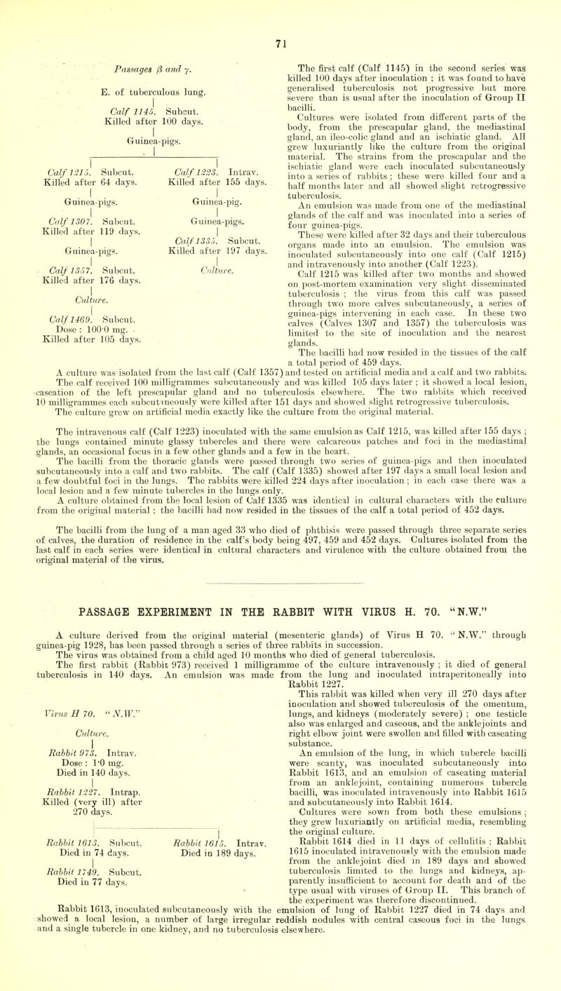 The first calf (Calf 1145) in the second series was killed 100 days after inoculation ; it was found to have generalised tuberculosis not progressive but more severe than is usual after the inoculation of Group II bacilli. Cultures were isolated from different parts of the body, from the prescapular gland, the mediastinal gland, an ileo-colic gland and an ischiatic gland. All grew luxuriantly like the culture from the original material. The strains from the prescapular and the ischiatic gland were each inoculated subcutaneously into a series of rabbits ; these were killed four and a half months later and all showed slight retrogressive tuberculosis. An emulsion was made from one of the mediastinal glands of the calf and was inoculated into a series of four guinea-pigs. These were killed after 32 days and their tuberculous organs made into an emulsion. The emulsion was inoculated subcutaneously into one calf (Calf 1215) and intravenously into another (Calf 1223). Calf 1215 was killed after two months and showed on post-mortem examination very slight disseminated tuberculosis ; the virus from this calf was passed through two more calves subcutaneously, a series of guinea-pigs intervening in each case. In these two calves (Calves 1307 and 1357) the tuberculosis was limited to the site of inoculation and the nearest glands. The bacilli had now resided in the tissues of the calf a total period of 459 days. A culture was isolated from the last calf (Calf 1357) and tested on artificial media and a calf and two rabbits* The calf received 100 milligrammes subcutaneously and was killed 105 days later ; it showed a local lesion, •caseation of the left prescapular gland and no tuberculosis elsewhere. The two rabbits which received 10 milligrammes each subcutaneously were killed after 151 days and showed slight retrogressive tuberculosis. The culture grew on artificial media exactly like the culture from the original material. The intravenous calf (Calf 1223) inoculated with the same emulsion as Calf 1215, was killed after 155 days ; the lungs contained minute glassy tubercles and there were calcareous patches and foci in the mediastinal glands, an occasional focus in a few other glands and a few in the heart. The bacilli from the thoracic glands were passed through two series of guinea-pigs and then inoculated subcutaneously into a calf and two rabbits. The calf (Calf 1335) showed after 197 days a small local lesion and a few doubtful foci in the lungs. The rabbits were killed 224 days after inoculation; in each case there was a local lesion and a few minute tubercles in the lungs only. A culture obtained from the local lesion of Calf 1335 was identical in cultural characters with the culture from the original material ; the bacilli had now resided in the tissues of the calf a total period of 452 days. The bacilli from the lung of a man aged 33 who died of phthisis were passed through three separate series of calves, the duration of residence in the calf's body being 497, 459 and 452 days. Cultures isolated from the last calf in each series were identical in cultural characters and virulence with the culture obtained from the original material of the virus. Passages /3 and y. E. of tuberculous lung. I Calf 1145. Subcut. Killed after 100 days. I Guinea-pigs. Calf 1215. Subcut. Killed after 64 days. I Guinea-pigs. I Calf 1307. Subcut. Killed after 119 days. I Guinea-pigs. I Calf 1357. Subcut. Killed after 176 days. I Culture. I Calf 1469. Subcut. Dose : 100-0 mg. Killed after 105 days. Calf 1223. Intrav. Killed after 155 days. I Guinea-pig. I Guinea-pigs. I Calf 1335. Subcut. Killed after 197 days. I Culture. PASSAGE EXPERIMENT IN THE RABBIT WITH VIRUS H. 70. N.W. Virus H 70. N.W. A culture derived from the original material (mesenteric glands) of Virus H 70.  N.W. through guinea-pig 1928, has been passed through a series of three rabbits in succession. The virus was obtained from a child aged 10 months who died of general tuberculosis. The first rabbit (Rabbit 973) received 1 milligramme of the culture intravenously ; it died of general tuberculosis in 140 days. An emulsion was made from the lung and inoculated intraperitoneally into Rabbit 1227. This rabbit was killed when very ill 270 days after inoculation and showed tuberculosis of the omentum, lungs, and kidneys (moderately severe) ; one testicle also was enlarged and caseous, and the anklejoints and right elbow joint were swollen and filled with caseating substance. An emulsion of the lung, in which tubercle bacilli were scanty, was inoculated subcutaneously into Rabbit 1613, and an emulsion of caseating material from an anklejoint, containing numerous tubercle bacilli, was inoculated intravenously into Rabbit 1615 and subcutaneously into Rabbit 1614. Cultures were sown from both these emulsions ; they grew luxuriantly on artificial media, resembling the original culture. Rabbit 1614 died in 11 days of cellulitis ; Rabbit 1615 inoculated intravenously with the emulsion made from the anklejoint died in 189 days and showed tuberculosis limited to the lungs and kidneys, ap- parently insufficient to account for death and of the type usual with viruses of Group II. This branch of the experiment was therefore discontinued. Rabbit 1613, inoculated subcutaneously with the emulsion of lung of Rabbit 1227 died in 74 days and showed a local lesion, a number of large irregular reddish nodules with central caseous foci in the lungs and a single tubercle in one kidney, and no tuberculosis elsewhere. Culture. I Rabbit 973. Intrav. Dose : 1*0 mg. Died in 140 days. I Rabbit 1227. Intrap. Killed (very ill) after 270 days. Rabbit 1613. Subcut. Died in 74 days. I Rabbit 1749. Subcut. Died in 77 days. Rabbit 1615. Intrav. Died in 189 days.