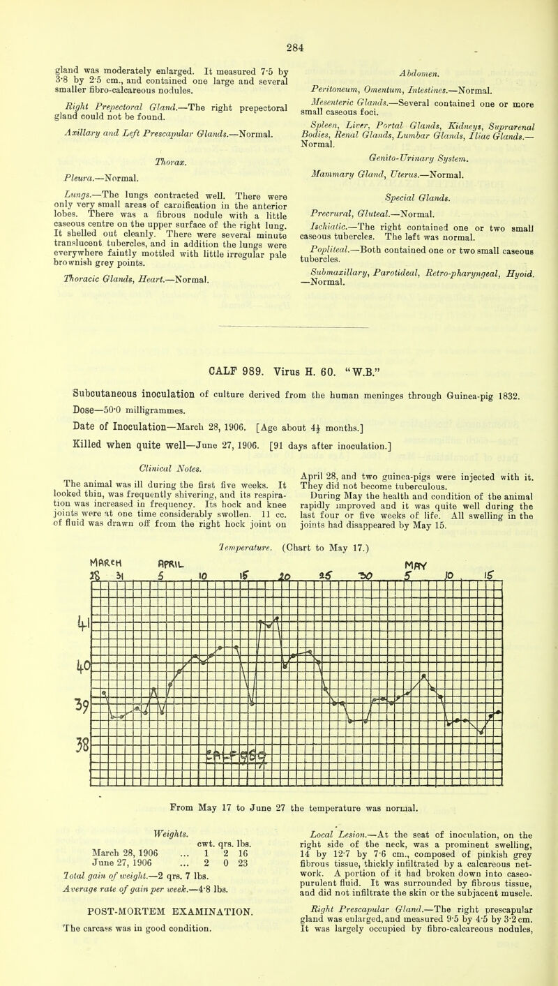 gland was moderately enlarged. It measured 7-5 by 3-8 by 2'5 cm., and contained one large and several smaller fibro-calcareous nodules. Right Prepectoral Gland.—The right prepectoral gland could not be found. Axillary and Left Prescapular Glands.—Normal. Thorax. Pleura.—Normal. Lungs.—The lungs contracted well. There were only very small areas of carnification in the anterior lobes. There was a fibrous nodule with a little caseous centre on the upper surface of the right lung. It shelled out cleanly. There were several minute translucent tubercles, and in addition the lungs were everywhere faintly mottled with little irregular pale brownish grey points. Thoracic Glands, Heart.—Normal. Abdomen. Peritoneum, Omentum, Intestines.—Normal. Mesenteric Glands.—Several contained one or more small caseous foci. Spleen, Liver, Portal Glands, Kidneys, Suprarenal Bodies, Renal Glands, Lumbar Glands, Iliac Glands.— Normal. Genito-Urinary System. Mammary Gland, Uterus.—Normal. Special Glands. Precrural, Gluteal.—Normal. Ischiatic.—The right contained one or two small caseous tubercles. The left was normal. Popliteal.—Both contained one or two small caseous tubercles. Submaxillary, Parotideal, Retro-pharyngeal, Hyoid. —Normal. CALF 989. Virus H. 60. W.B. Subcutaneous inoculation of culture derived from the human meninges through Guinea-pig 1832. Dose—500 milligrammes. Date of Inoculation—March 28, 1906. [Age about 4£ months.] Killed when quite well—June 27, 1906. [91 days after inoculation.] Clinical Notes. The animal was ill during the first five weeks. It looked thin, was frequently shivering, and its respira- tion was increased in frequency. Its hock and knee joints were at one time considerably swollen. 11 cc. of fluid was drawn off from the right hock joint on April 28, and two guinea-pigs were injected with it. They did not become tuberculous. Du ring May the health and condition of the animal rapidly improved and it was quite well during the last four or five weeks of life. All swelling in the joints had disappeared by May 15. lemperature. (Chart to May 17.) 3S ii S . IQ lS~ 2o &6 SO S }0 IS 39 3B i S3 SI* s 5; i ft K •=4 r- From May 17 to June 27 the temperature was normal. Weights. cwt. qrs. lbs. 1 2 16 2 0 23 March 28, 1906 June 27, 1906 lotal gain of weight.—2 qrs. 7 lbs. Average rate of gain per week.—48 lbs POST-MORTEM EXAMINATION. The carcass was in good condition. Local Lesion.—At the seat of inoculation, on the right side of the neck, was a prominent swelling, 14 by 12-7 by 7-6 cm., composed of pinkish grey fibrous tissue, thickly infiltrated by a calcareous net- work. A portion of it had broken down into caseo- purulent fluid. It was surrounded by fibrous tissue, and did not infiltrate the skin or the subjacent muscle. Right Prescapular Gland.—The right prescapular gland was enlarged, and measured 9-5 by 4-5 by 3-2cm. It was largely occupied by fibro-calcareous nodules,