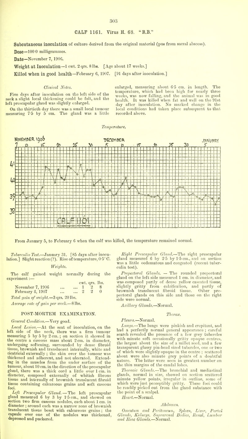 CALF 1161. Virus H. 68.  R.B. Subcutaneous inoculation of culture derived from the original material (pus from sacral abscess). Dose—100 0 milligrammes. Date—November 7, 190G. Weight at Inoculation—1 cwt. 2 qrs. 8 lbs. [Ago about 17 weeks.] Killed when in good health—February 6, 1907. [91 days after inoculation.] Clinical Notes. Five days after inoculation on the left side of the neck a slight local thickening could be felt, and the left prescapular gland was slightly enlarged. On the thirtieth day there was a small local tumour measuring 7-5 by 5 cm. The gland was a little enlarged, measuring about 6-5 cm. in length. The temperature, which had been high for nearly three weeks, was now falling, and the animal was in good health. It was killed when fat and well on the 91st day after inoculation. No marked change in the local conditions had taken place subsequent to that recorded above. Temperature. 4> 38 7 ID IS in to 30 J - - ?; /v. f K m i i i \ v r 1 i 4 i i i 3 v\ M f ? t V 2* e / i a —. k * N & 1 <> as, TP- ■sr * * < V * * L I H 1 f f r m -\ 1 l 1 From January 5, to February 6 when the calf was killed, the temperature remained normal. Tuberculin Test.—January 31. [85 days after inocu- lation.] Slight reaction (?). Rise of temperature, 05°C. Weights. The calf gained weight normally during the experiment:— cwt. qrs. lbs. November 7, 1906 1 2 8 February 8, 1907 2 2 0 Total gain of weight.—3 qrs. 20 lbs. Average rate of gain per week.—8 lbs. POST-MORTEM EXAMINATION. General Condition.—Very good. Local Lesion.—At the seat of inoculation, on the left side of the neck, there was a firm tumour measuring 5 by 5 by 2 cm. ; on section it showed in the centre a caseous mass about 2 cm. in diameter, undergoing softening, surrounded by dense fibroid tissue, brownish and translucent internally, white and cicatricial externally ; the skin over the tumour was thickened and adherent, and not ulcerated. Extend- ing in the muscles from the under surface of the tumour, about 10 cm. in the direction of the prescapular gland, there was a thick cord a little over 1 cm. in diameter, composed externally of whitish fibrous tissue and internally of brownish translucent fibroid tissue containing calcareous grains and soft caseous foci. Left Prescapular Gland. — The left prescapular gland measured 6 by 3 by 1-5 cm., and showed on section two firm caseous nodules, each about 1 cm. in diameter ; around each was a narrow zone of brownish translucent tissue beset with calcareous grains ; the capsule over one of the nodules was thickened, depressed and puckered. Right Prescapular Gland.—The right prescapular gland measured 6 by 2-5 by 1*5 cm., and on section was a little oedematous and congested (recent tuber- culin test). Prepectoral Glands. — The rounded prepectoral gland on the left side measured 1 cm. in diameter, and was composed partly of dense yellow caseated tissue, slightly gritty from calcification, and partly of brownish translucent fibroid tissue. Other pre- pectoral glands on this side and those on the right side were normal. Axillary Glands.—Normal. Thorax. Pleura.—Normal. Lungs.—The lungs were pinkish and crepitant, and had a perfectly normal general appearance ; careful search revealed the presence of a few grey tubercles with minute soft occasionally gritty opaque centres, the largest about the size of a millet seed, and a few transparent glassy pin-head sized tubercles, one or two of which were slightly opaque in the centre ; scattered about were also minute grey points of a doubtful nature. The latter were seen in greatest number on the thin margins of the caudal lobes. Thoracic Glands.—The bronchial and mediastinal glands, normal in size, showed on section scattered minute yellow points, irregular in outline, some of which were just perceptibly gritty. These foci could be readily picked out from the gland substance with the point of a scalpel. Heart.—Normal. Abdomen. Omentum and Peritoneum, Spleen, Liver, Portal Glands, Kidneys, Suprarenal Bodies, Renal, Lumbar and Iliac Glands.—Normal.