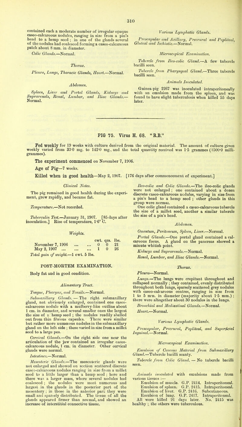 contained each a moderate number of irregular opaque caseo-calcareous nodules, ranging in size from a pin's head to a hemp seed ; in one of the glands several of the nodules had coalesced forming a caseo-calcareous patch about 8 mm. in diameter. Colic Glands.—Normal. Thorax. Pleura, Lungs, Thoracic Glands, Heart.—Normal. Abdomen. Spleen, Liver and Portal Glands, Kidneys and Suprarenals, Renal, Lumbar, and Lliac Glands.— Normal. Various Lymphatic Glands. Prescapular and Axillary, Precrural and Popliteal, Gluteal and Ischiatic.—Normal. Microscopical Examination. Tubercle from Ileo-colic Gland.—A few tubercle bacilli seen. Tubercle from Pharyngeal Gland.—Three tubercle bacilli seen. Animals Inoculated. Guinea-pig 2267 was inoculated intraperitoneally with an emulsion made from the spleen, and was found to have slight tuberculosis when killed 55 days later. PIG 75. Virus H. 68. R.B. Fed weekly for 19 weeks with culture derived from the original material. The amount of culture given weekly varied from 33*0 mg. to 142-0 mg., and the total quantity received was 1*5 grammes (150O0 milli- grammes). The experiment commenced on November 7,1906. Age of Pig—7 weeks. Killed when in good health—May 2, 1907. [176 days after commencement of experiment.] Clinical Notes. The pig remained in good health during the experi- ment, grew rapidly, and became fat. Temperature.—Not recorded. Tuberculin Test.—January 31, 1907. [85 days after inoculation.] Rise of temperature, 1'6° C. Weights. cwt. qrs. lbs. November 7, 1906 0 0 21 May 2, 1907 1 0 26 Total gain of weight.—1 cwt. 5 lbs. POST-MORTEM EXAMINATION. Body fat and in good condition. Alimentary Tract. Tongue, Pharynx, and Tonsils.—Normal. Submaxillary Glands. — The right submaxillary gland, not obviously enlarged, contained one caseo- calcareous nodule with a mulberry-like outline about 1 cm. in diameter, and several smaller ones the largest the size of a hemp seed ; the nodules readily shelled out from thin fibrous capsules. There were similar but rather more numerous nodules in the submaxillary gland on the left side ; these varied in size from a millet seed to a large pea. Cervical Glands.—On the right side one near the articulation of the jaw contained an irregular caseo- calcareous nodule, 1 cm. in diameter. Other cervical glands were normal. Intestines.—Normal. Mesenteric Glands.—The mesenteric glands were not enlarged and showed on section scattered discrete caseo-calcareous nodules ranging in size from a millet seed to a little larger than a hemp seed ; here and there was a larger mass, where several nodules had coalesced ; the nodules were most numerous and largest in the glands in the posterior part of the mesentery ; in those in the anterior pari, they were small and sparsely distributed. The tissue of all the glands appeared firmer than noimal, and showed an increase of interstitial connective tissue. Ileo-colic and Colic Glands.—The ileo-colic glands were not enlarged; one contained about a dozen discrete caseo-calcareous nodules, varying in size from a pin's head to a hemp seed ; other glands in this group were normal. One colic gland contained a caseo-calcareous tubercle the size of a millet seed, another a similar tubercle the size of a pin's head. Abdomen. Omentum, Peritoneum, Spleen, Liver.—Normal. Portal Glands.—One portal gland contained a cal- careous focus. A gland on the pancreas showed a minute whitish point. Kidneys and Suprarenals.—Normal. Renal, Lumbar, and Iliac Glands.—Normal. Thorax. Pleura—Normal. Lungs.—The lungs were crepitant throughout and collapsed normally ; they contained, evenly distributed throughout both lungs, sparsely scattered grey nodules with caseo-calcareous centres, ranging in size from 1 to 5 mm. in diameter (majority about 1*5 mm.) ; there were altogether about 30 nodules in the lungs. Bronchial and Mediastinal Glands.—Normal. Heart.—Normal. Various Lymphatic Glands. Prescapular, Precrural, Popliteal, and Superficial Inguinal.—Normal. Microscopical Examination. Emulsion of Caseous Material from Submaxillary Gland.—Tubercle bacilli scanty. Tubercle from Colic Gland. — No tubercle bacilli seen. Animals inoculated with emulsions made from various tissues :— Emulsion of muscle. G.P. 2414. Intraperitoneal. Emulsion of spleen. G.P. 2415. Intraperitoneal. Emulsion of liver. G.P. 2416. Subcutaneous. Emulsion of lung. G.P. 2417. Intraperitoneal. All were killed 91 days later. No. 2415 was healthy the others were tuberculous.