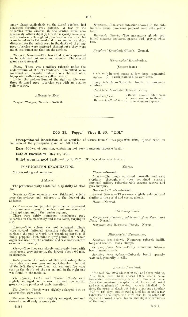 many places patticularly on the dorsal surfaces had coalesced forming grey patches. A few of the tubercles were caseous in the centre, some con- spicuously, others slightly, but the majority were grey and translucent throughout ; on section the tubercles were found to be flattened and to extend only a short distance into the substance ; in the depth of the lung grey tubercles were scattered throughout ; they were much less numerous than on the surface. Thoracic Glands.—The bronchial glands appeared to be enlarged but were not caseous. The sternal glands were normal. Heart.—There was a miliary tubercle under the endocardium of the left ventricle. The mitral valve contained an irregular nodule about the size of a ht.mp seed with an opaque yellow centre. Under the endocardium of the right auricle were three flattened grey tubercles, one with an opaque yellow centre. Alimentary Tract, longue, Pharynx, Tonsils.—Normal. Intestines.—The small intestine showed in the sub- mucous tissue numerous pinbead sized soft yellow foci. Mesenteric Glands.—The mesenteric glands con- tained sparsely scattered greyish and greyish-white foci. Peripheral Lymphatic Glands.—Normal. Microscopical Examination. (Smears from)— Omentum } ln each smear a few large segmented Spleen ) bacilli stained blue were seen. Lung tubercle. numbers. Tubercle bacilli in moderate Heart tubercle.—Tubercle bacilli scanty. Intestinal focus. ) BacUli stained blue were . V seen, similar to those in Mesenteric Gland focus J omelltum aud spleen. DOG 39. [Puppy.] Virus H. 80.  D.M. Intraperitoneal inoculation of an emulsion of tissues from Guinea-pigs 2391-2394, injected with an emulsion of the prescapular gland of Calf 1141. Dose—100cc. of emulsion, containing not very numerous tubercle bacilli. Date of Inoculation—May 28, 1907. Killed when in good health—July 2, 1907. [35 days after inoculation.] POST-MORTEM EXAMINATION. Carcass.—In good condition. Abdomen. The peritoneal cavity contained a quantity of clear fluid. Omentum.—The omentum was thickened, chiefly near the pylorus, and adherent to the floor of the abdomen. Peritoneum.—The parietal peritoneum presented fairly numerous grey tubercles, most numerous on the diaphragm and in the lumbar regions. There were fairly numerous translucent grey tubercles on the mesentery and meso-coloD, varying in size. Spleen.—The spleen was not enlarged. There were several flattened caseating tubercles on the surface ; the pulp through the capsule appeared as if finely peppered with minute grey points ; tie whole organ was used for the emulsion and was not therefore examined internally. Liver.—The liver was closely and evenly beset with translucent grey tubercles, the largest about 05 mm. in diameter. Kidneys.—In the cortex of the right kidney there were about a dozen grey miliary tubercles. In that of the left there were four. On section a few were seen in the depth of the cortex, and in the right one was found in the medulla. The Pyloric, Portal and Coeliac Glands were slightly enlarged and showed arountl the cortex greyish-white patches of early caseation. Hie Lumbar Glands were slightly enlarged, but no caseous foci were seen. The Iliac Glands were slightly enlarged, and one showeel a small early caseous patch 34C83 Thorax. Pleura.—Normal. Lungs.—The lungs collapsed normally and were crepitant throughout ; they contained sparsely scattered miliary tubercles with caseous centres and grey margins. Bronchial Glands.—Normal. Sternal Glands.—These were slightly enlarged, and similar to the portal and coeliac glands. Heart.—Normal. Alimentary Iract. Tongue and Pharynx, and Glands of the Throat and Neck.—Normal. Instestines and Mesenteric Glands.—Normal. Microscopical Examination. Emulsion (see below).—Numerous tubercle bacilli, long and beaded ; many clumps. Scraping from. Liver.—Fairly numerous tubercle bacilli, many in cells. Scraping from Spleen.—Tubercle bacilli sparsely scattered, generally in cells. Animals Inoculated. One calf No. 1255 (dose 20'0 cc), and three rabbits, Nos. 1366, 1367, 1368, (doses 1-0 cc. each), were inoculateel subcutaneously with an emulsion made from the omentum, the spleen, and the sternal, portal and coeliac glands of the dog. One rabbit died in 5 elays, the cause of death not being apparent; another died in 125 days and showed a local lesion and a few tubercles in the lungs, the third was killed after 149 days and showed a local lesion and slight tuberculosis of the lungs. 3 F 2