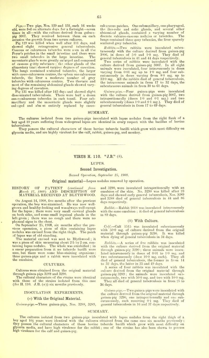 Pigs.—Two pigs, Nos. 129 and 131, each 16 weeks old, were fed on alternate diys for a fortnight—seven times in all—with the culture derived from guinei- pig 3007. They received between them on each occasion the growth from two serum cultures. Pig Hi9 was killed when well after 111 days, and showed slight retrogressive general tuberculosis. Caseous or calcareous tubercles were s^en in all the Peyer's patches in the small intestine and there were two small tubercles in the large intestine. The mesenteric glan'is were greatly enlarged and composed of caseous gi itty substance ; the other glands of the alimentary trac; showed varyin'? degrees of caseation. The lungs contained scattered tubercles, the larger with caseo-calcai'eous centres, the spleen one calcareous tubercle, the liver a moderate number of grey tubercles with calcareous centres. Two thoracic and most of the remaining abdominal glands showed vary- ing degrees of caseation. Pig 131 was killed after 145 day.s and showed slight disseminated tuberculosis. There were half a dozen caseo-calcareous tubercles in each tonsil. Four sub- maxillary and the mesenteric glands were slightly •enliiged and aim ist entirely replaced by caseo- calcareous patches. One submaxillary, one pharyngeal, the ileo-colic and colic glands, and several other abdomiiial glands, contained a varying number of discrete ealcareo-caseoua nodules or tubercles. The lungs contained three grey tubercles, the liver sparsely scattered grey tubercles. liibbifs.—'Two rabbits were inoculated subcu- taneously with the culture derived from guinea-pig 3006, in doses of 511 and VO mg. They died of general tuberculosis in 41 and 44 days respectively. Two series of rabbits were inoculated with the culture derived from guinea-pig 3007. In all eight animals were inoculated, four intravenously in doses varying from 0 01 mg up to I'O mg. and four sub- cutmeously in doses varying from 80 mg. up to 33-0 mg. All the rabbits died of general tuberculosis, the intravenous animals in from 17 to 32 days, the subcutaneous animals in from 30 to 61 days. Guinea-pigs.—Four guinea-pigs were inoculated with the culture derived from guinea-pig 3007, two intraperitone*lly (doses I'O and O'l mg.) and two subcutaneously (doses TO and 0 1 mg.). They died of general tuberculosis in from 17 to 69 days. SUiVIMARY. The cultures isolated from two guinea-pigs inoculated with lupus nodules from the right flank of a boy aged 10 years suffering from widespread lupus are identical in every respect with the bacillus of bovine tuberculosis. They possess the cultural characters of those bovine tubercle bacilli which grow with most difficulty on glycerin media, and are highly virulent for the calf, rabbit, guinea-pig, and monkey. VIRUS H. 110. J.B. (&). LUPUS. Second Investigation. Second Oj^emtion, September 25.^ 1908. Original material—Lupus nodules removed by operation. HISTORY OF PATIENT {continued from March 17, 1908) AND DESCRIPTION OP MATERIAL RECEIVED AT BLYTHWOOD. On August 14, 1908, five months after the previous operation, the boy was examined. He was now well- grown and healthy-looking and was always well except for the lupus ; there were very small cervical glands on both sides, and some small inguinal glands in the left groin ; there was no cough and there were no physical signs in the chest. On September 25, 1908, six months after the pre- vious operation, a piece of skin containing lupus nodules was excised from the right thigh. The patch of lupus was of old standing. The material excised was sent to Blythwood ; it was a piece of skin measuring about 25 by 2 cm. con- taining lupus nodules. The whole was emulsified ; in a smear preparation from it no tubercle bacilli were seen, but there were some blue-staining organisms; three guinea-pigs and a rabbit were inoculated with the emulsion. CULTURES. Cultures were obtained from the original material through guinea-pigs 3289 and 3290. The cultural characters of the strains were identical with those of the strains isolated from this case {See H. 110. J.B. (a)) six months previously. INOCULATION EXPERIMENTS, (rt) With the Original Material. Gitinea-pigs.—Three guinea-pigs, Nos. 3288, 3289, and 3290, were inoculated intraperitoneally with an emulsion of the skin. No. 3290 was killed after 23 days and showed early general tuberculosis, Nos. 3289 and 3288 died of general tuberculosis in 44 and 86 days respectively. Rabbit.—Rabbit 2018 was inoculated intravenously with the same emulsion ; it died of general tuberculosis in 89 days. {b) With Culture. Calf.—Calf 1515 was inoculated subcutaneously with 50'0 mg. of culture derived from the original material through guinea-pig 3290. It was killed when dying of general tuberculosis in 34 days. Babbits.—-A series of five rabbits was inoculated with the culture derived from the original material through guinea-pig 3290 ; three animals were inocu- lated intravenously in doses of O'Ol to 10 mg. and two subcutaneously (dote 10 0 mg. each). They all died of general tuberculosis, the former in from 14 to 32 days, the latter in 35 and 49 days. A series of four rabbits was inoculated with the culture derived from the original material through guinea-pig 3289 ; the animals were inoculated sub- cutaneously, two with 50 0 mg. and two with lO'O mg. They all died of general tuberculosis in from 25 to 36 days. Guinea-pigs.—Two guinea-pigs were inoculated with the culture derived from the original material through guinea-pig 3290, one intraperitoneally and one sub- cutaneously, each receiving O'l mg. They died of general tuberculosis in 16 and 37 days respectively. SUMMARY. The cultures isolated from two guinea-pigs inoculated with lupus nodules from the right thigh of a boy aged 10| years were identical with the cultures obtained from the same case six months previously ; they possess the cultural characters of those bovine tubercle bacilli which grow with most difficulty on glycerin media, and have high virulence for the rabbit ; one of the strains has also been shown to possess high virulence for the calf and guinea-pig.