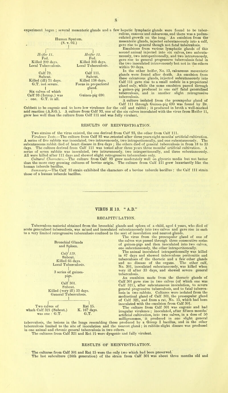 experiment began ; several mesenteric glands and a few hepatic lymphatic glands were found to be tuber- culous, caseous and calcareous, and there was a pedun- culated growth on the lung. An emulsion from the mesenteric glands, injected subcutaneously into a calf, gave rise to general though not fatal tuberculosis. Emulsions from various lymphatic glands of this second animal injected into six calves, two subcuta- neously, two intraperitoneally, and two intravenously, gave rise to general progressive tuberculosis fatal in the two inoculated intravenously but not in the others within 90 days. In the other heifer, No. 13, calcareous mesenteric glands were found after death. An emulsion from these calcareous glands, injected subcutaneously into Calf 111 gave rise to a small nodule in a prepectoral gland only, while the same emulsion passed through a guinea-pig produced in one calf fatal generalised tuberculosis, and in another slight retrogressive tuberculosis. A culture isolated from the prescapular gland of Calf 111 through Guinea-pig 690 was found by Dr. Cobbett to be eugonic and to have low virulence for the calf and rabbit; it produced in broth a well-marked acid reaction (A.S.G.). A culture from Calf 93, one of the six calves inoculated with the virus from Heifer 11, grew less well than the culture from Calf 111 and was fully virulent. RESULTS OF REINVESTIGATION. Two strains of the virus existed, the one derived from Calf 93, the other from Calf 111. Virulence lests.—The culture from Calf 93 was j-etested after three years eight months' artificial cultivation. A series of five rabbits was inoculated, two intravenously, two intraperitoneally, and one subcutaneously. The subcutaneous rabbit died of heart disease in five days ; the others died of general tuberculosis in from 18 to 33 days. The culture derived from Calf 111 was tested after three years three months' artificial cultivation. A series of seven rabbits was inoculated, two intravenously, two intraperitoneally, and three subcutaneously. All were killed after 111 days and showed slight retrogressive tuberculosis only. Cultural Characters.—The culture from Calf 93 grew moderately well on glycerin media but not better than the more easy growing cultures of bovine origin. The culture from Calf 111 grew luxuriantly like the human tubercle bacillus. Summary.—The Calf 93 strain exhibited the characters of a bovine tubercle bacillus ; the Calf 111 strain those of a human tubercle bacillus. Human Sputum. (8. v. 02.) Heifer 11. Fed. Killed 209 days. Local Tuberculosis. I Calf 79. Subcut. Killed (ill) 71 days. G.T. not severe. I Six calves of which Calf 93 (Intrap.) was . one. G.T. in all. I Heifer 13. Fed. Killed 303 days. Local Tuberculosis. I Calf 111. Subcut. Killed 138 days. Focus in prepectoral gland. I Guinea-pig 690. VIRUS H 13.  A.D. RECAPITULATION. Tuberculous material obtained from the bronchia! glands and spleen of a child, aged 4 years, who died of acute generalised tuberculosis, was mixed and inoculated subcutaneously into two calves and gave rise in each to a very limited retrogressive tuberculosis confined to the seat of inoculation and nearest glands. The virus from the prescapular gland of one of the calves was passed through three consecutive series of guinea-pigs and then inoculated into two calves, one subcutaneously, the other intraperitoneally. The animal inoculated intraperitoneally was killed in 87 days and showed tuberculous peritonitis and tuberculosis of the thoracic and a few other glands and no disease of the organs. The other calf, No. 301, inoculated subcutaneously, was killed when very ill after 33 days, and showed severe general tuberculosis. An emulsion made from the thoracic glands of Calf 301 gave rise in two calves (of which one was Calf 321), after subcutaneous inoculation, to severe general progressive tuberculosis, and to fatal tubercu- losis in two rabbits. Cultures were isolated from the mediastinal gland of Calf 301, the prescapular gland of Calf 321, and from a rat, No. 15, which had been inoculated with the emulsion from Calf 301. The culture from Calf 301 was eugonic and had irregular virulence ; inoculated, after fifteen months' artificial cultivation, into two calves, in a dose of 50 milligrammes, ' it produced in one slight general tuberculosis, the lesions in the lungs resembling those produced by a Group I bacillus, and in the other tuberculosis limited to the site of inoculation and the nearest gland ; in rabbits slight disease was produced in one animal and chronic general tuberculosis in two others. The cultures from Calf 321 and Rat 15 were dysgonic and fully virulent. Bronchial Glands and Spleen. I Calf 129. Subcut. Killed 66 days. Local Tuberculosis. I 3 series of guinea- pigs. Calf 301. Subcut. Killed (very ill) 33 days. General Tuberculosis. I Two calves of which Calf 321 (Subcut.) was one : G.T. Rat 15. K. 167 days. G.T. RESULTS OF REINVESTIGATION. The cultures from Calf 301 and Rat 15 were the only two which bad been preserved.' The last subculture (24th generation) of the strain from Calf 301 was about three months old and