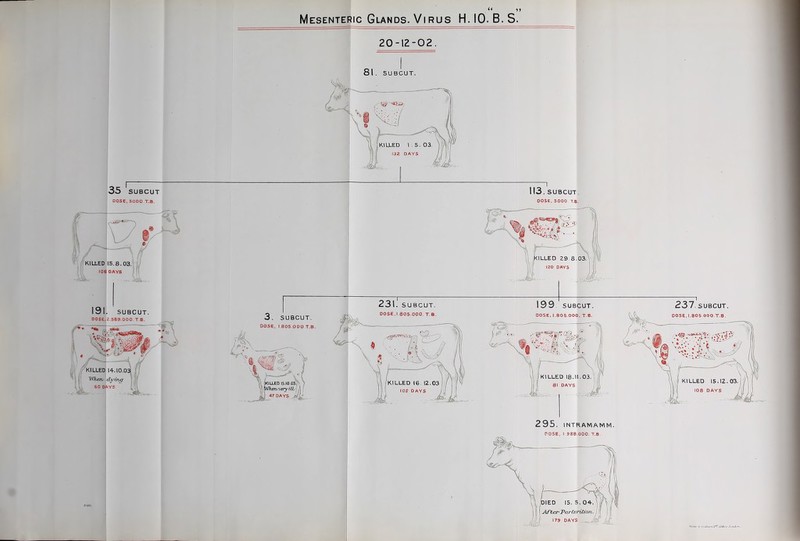 Mesenteric Glands. Virus H. 10. B. S. 20-12-02. 81. SUBCUT. 35 SUBCUT . l!3. SUBCUT. DOSE, SOOO T.B. OOSE, 5.000 T.B. 295. INTRAMAtVlM. POSE, 1,988.000. T.B.