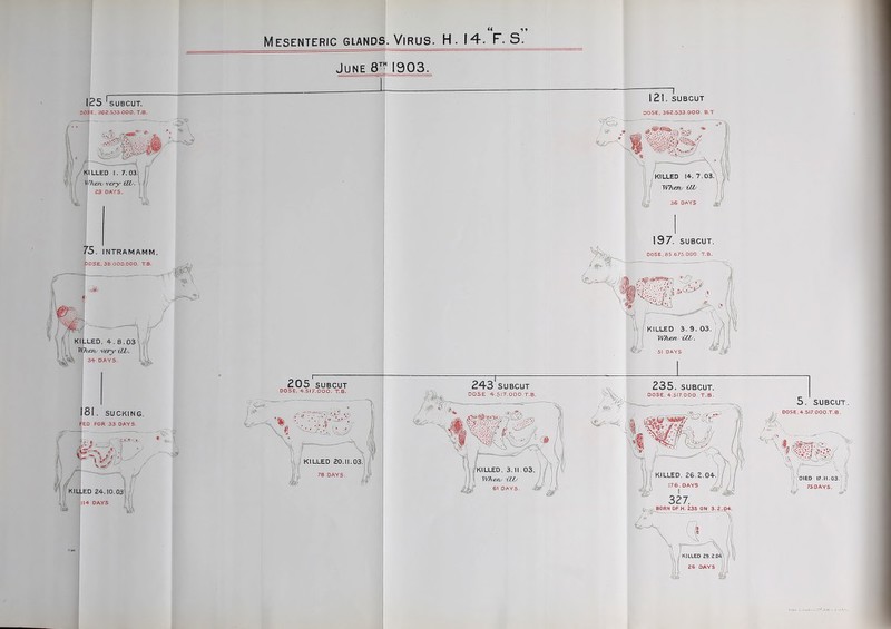 Mesenteric glands. Virus. H. 14. F. S. 125 'sUBCUT. nO^E. 362.S33.0O0. T.B. 75. INTRAMAMM. DOSE, 38 000.000. T.B. I. fi I KILLED, 4. 8.03V'/( i j I 'Wfierv 'very -iLL. ' s-l- DAYS. 181. SUCKING. ED FOR 33 DAYS. KILLED 24.10.031^''./ I June 8^ 1903. 205 SUBCUT DOSE, •1..SI7.000. T.B. I 21. SUBCUT DOSE, 362.533.000. B.T killed 14.7.03' IVhen/ ill/ 36 DAYS 197. SUBCUT. DOSE, 8S.67S.000. T.B. 243 SUBCUT DOSE 4.517.000 T.B. 235. SUBCUT. DOSE. 4.SI7.000. T.B. 5. SUBCUT. ,, D0Se,*.5l7.000.T.B. 0 «';died 17.11.03. In 7SDAYS. / ^1 I