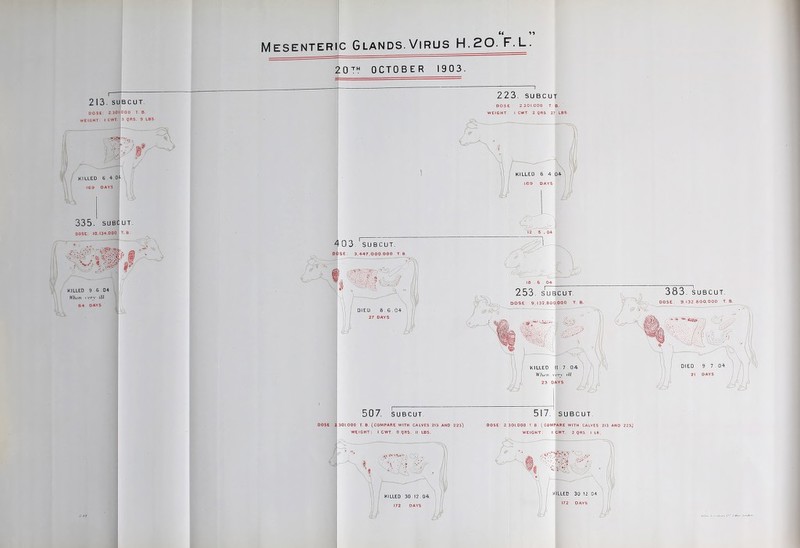 Mesenteric Glands. Virus H.20. F.L. ^0^':' OCTOBER 1903. 335. suBCUT. DOSEl: 10,134.000 T. B