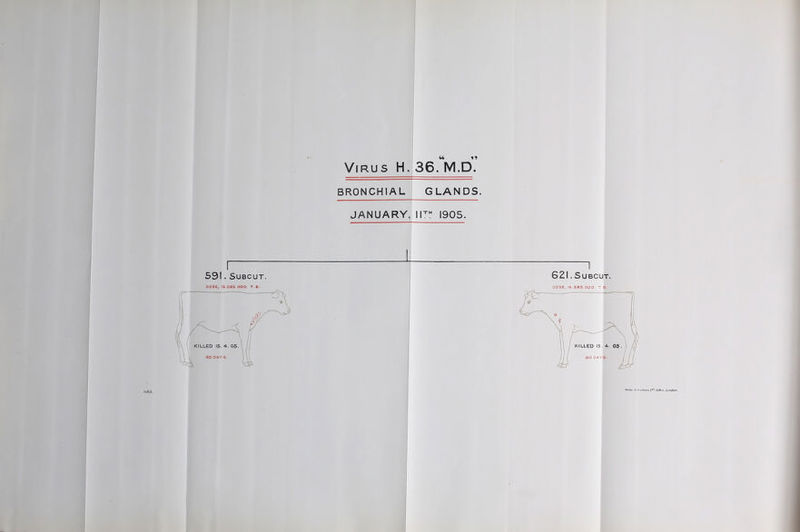 Virus H. 36.'m.D.' BRONCHIAL j GLANDS. i JANUARY, IT 1905. 59!. SuBcuT. OOSE, I5.5fi5.000. T.B. 621. SUBCUT, □ OSE, IS.585.000. T B. fi'ella-S^CraJuin.l'^, liar's MtruLm^