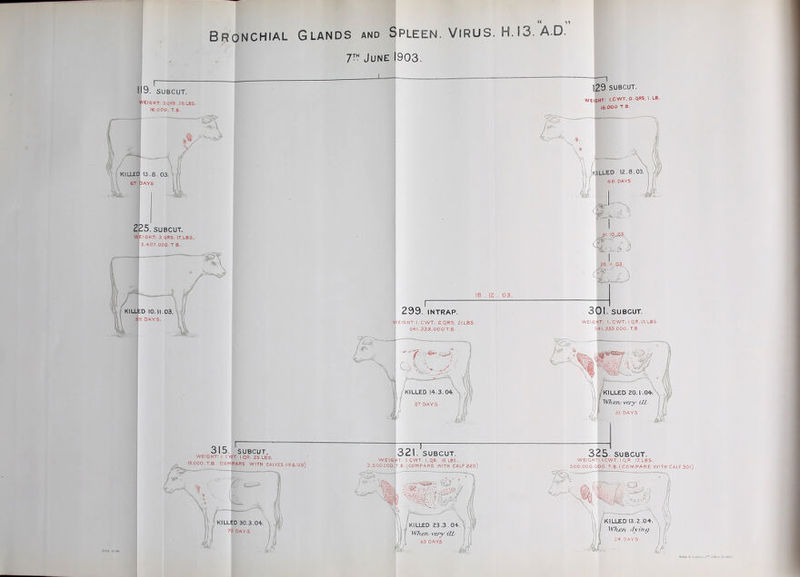 June 1903. I 119. SUBCUT. yElSHT: 3.qRS. 26.LBS. J 16.000. T.B. KILLED 13.8. 03, G7 pAYS 225. SUBCUT. WEIGHT: 3,qRS. 17.LBS. 3.4-07. 000.T B. KILLILD 10.11.03. 69 DAYS. 315. SUBCUT. weight: i.cwt i.qr, eb lbs. 15.000. T.B. (COMPARE WITH CALVES 119 & 129.) 18 . 12 . 03. 299. INTRAP. eight i.cwt. 2,QRS, 2I.LBS. S4I.333.000T.B. 321. SUBCUT. 5HT: I.CWT. I.QR. 18 LBS. .T.B.(^C0MPARE WITH CALF 225.) ——n 129-SUBCUT. weight: I.CWT, O.QRS, l.LB. 16.000 T.B. 31.I0^S3. 26.11.,(53 301. SUBCUT. WEIGHT: I. CWT. I QR.ISLBS 541.333.000. T.B 325. SUBCUT. WEIGHT: l.CWT. I.QR. I7,LBS. SOO.000.000. T.B.(COM PARE WITH CALFSOl)