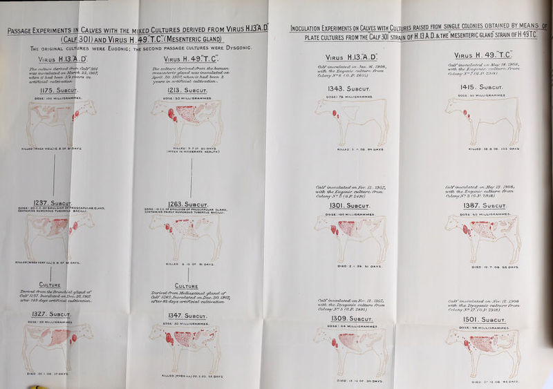 Passage Experiments in_Calves with the jviixed Cultures derived from Virus H.I3.A (CALF30I) AND Virus hL49T.C.'(IVlESENTERic gland) The original cultures were Eugonic; the second passage cultures were Dysgonic. Virus H.I3/A.D. Virus H.^-dT.C. J7u! cu/ture derived /roitt Caf/'SO] was irujcalabeA ow Marc/L Z3,1307, when itliiAieen. Sj'eyetir-s Oi, artificial cuZai'O/zon 1175. SuBCUT- dose: lOO MILUrGRAMmES Tim culavi^ ripriye/ij/hom the?iuma^u mexertfei'i^ ffland was xjzocuZated/orf ApriL ZO. JdOTy-wJu-njithoul heen, Z- year's iro a/'tzJYjcLaZy caZUvcUz/yny. 1213. SuBCUT. DOSE : 50 MILLIGRAMMES. KILLED (WHEN WEU-) 12 . 6-07. 81 1237, SuBCuT. K1LL£D(WHEK VERY ILL)3 a.07 S2DAYS. Culture Dera iuL froirvilieBTOTuilaal gland, of Calf /X37. Tiuiculatea, owDfCy. 30.1907, after days arOfLcial cuitu'rctlorv. killed; 3.7.07. ao days (WHEN IN MODERATE HEALTh) 1263. SuBcuT. KILLED- 8-10.07- 91 DAYS. Culture CaZf IZSSJrwcjzZatejZ on-Decy. 30.1907, after 83 cCays aj-tzf£ciatZ/ caMfOtiony 1327. SuBCUT. dose: so milligrammes DIED 26.1 .08. 27 DAYS. 1347. SuBcuT. OOSE.: 50 MILL.) GRAMMES. KILLED i^WHEN ILL) 20. 2.03- 52 DAVS Inoculation Experiments on Calves with Cultures RAiSEPmsingle colonies obtained by means PLATE CULTURES FROM THECaLF30|' STRAIN nFHjjO.&THEMESENTERIC GLAND STR^MN OFH 49.T.C. Virus H.IS.'A.D. CaZf truieiiUitiul on ^cuv. 16. 7908, wWh fhe Euyoiiij: cuZturcy from Colony If? 6. (&.P. Z605) Virus H. 49.T.C. Co//'incci/lcrJ^d an .Vlrjiy IS. 1908, with theJLi'X/oruj-^ cri l/urf^ from. Cf'Lony N? 7 (a.P. ZOIS). 1343. SuBcuT. 1415. SuBCUT. dose ; so MILLIGRAMMES KILLED ;£. t!--08. ao- QAYS. killed; as.3-08. 102 days. CcOf iruicaZcct&d on,2^i>v. JZ . 1907, Colony JV'Z (G.P. Z4^l) 1301 ■ SuBCUT. DOSE: 100 MILLIGRAMMES. Ca/f-inoculatedy o?iyMa)' 13. 1908, ■wiOi the. Hiigonic cuZiure. from/ ColonyJf? 3 (&.P. 9J)]8) 1387. SuBCuT. 00Se;50 MILLIGRAMMES. DIED:Z.I.0&. 51 DAVS DIED ; 10.7. OQ. 56 DAYS. CalfTn.oaJxite.6lyorvKo:: 1Z. 1907, ■witJvtTheyHysgonic cnltwe. from Colony 7\r? 5 (ff.P. Z4-91.) 1309. SuBCUT. DIED , 12 . l i 07. 30 DAYS . CctZF irf^cuiated'on/jVov. 1Z. J90S Colorf^N? 17. (frJ'. Z918) 1501 . SuBCUT. DIED . 27 12-OS. *5 DAYS .