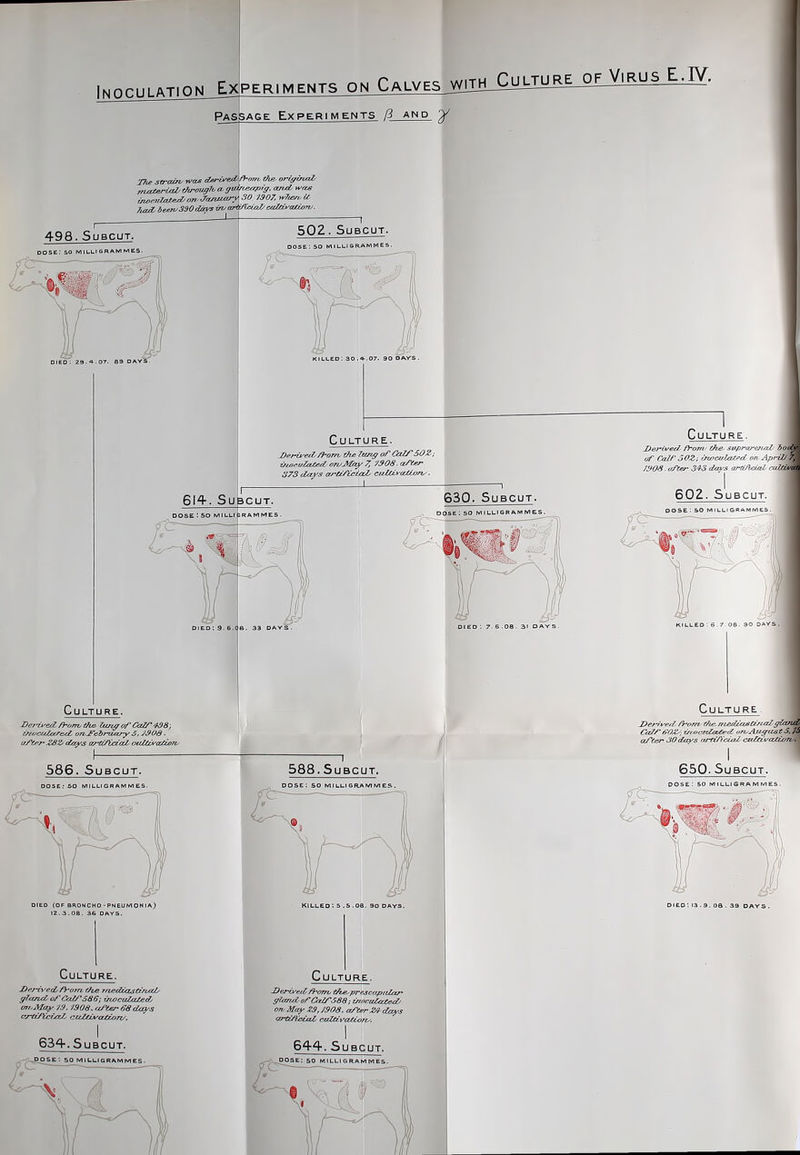 iMn.n.^rmNL EXPERIMENTS ON CaLVESWOIL^^ PASiSAGE Experiments 13 and 27a- strains wms da-ival^fl-om the- oriffinaZ, i„^,mlMe^on JirMiory SO 1907, ^'Jia^U TuzO, been'330days m aHi/lcioJJcuMi'aUony. 498. SuBCUT. 502 ■ SUBCUT dose; 50 milligramme C U LT U R E . _Det^ef^ /^'orz-o the 7un^ of SOZ; ziiocuZated oruMay 7, 7S0S. aner 373 (la.ys cu-gt/tcz/xZ' cuUCvcUiori^. I 630. SuBCuT. D0se:50 MILLIGRAMMES. DIED ; 7- 6 .08 . 3r DA 586. SuBcuT. 588. SuBCUT. DOse:so Culture. ffTan^ of irtocuZcUeA mf,Ma^ JS. 7908, aJter* 68 cUzys c^eifccuzZ, cuZfJMCLtion/. 634-. SuBCUT. dose: 50 M1LUIGRA.MMES. KILLED : S .5 .06. 30 DAYS. Culture. ffZan^ ofCezirS88; zn^iUcUe^ oriyMay Z9,7908. a/'eer2^ days arit/^esiaZ' cuZti.v'cUiorv. Culture. of Calf 50Z; Cn/tcf/latfiti on April/ 7^ 790S. aftef 34^3 davs arti/ldal culiiva 60Z. SuBCUT. KIULEO-. 6.7.06. 30 DAYS. Culture ce/'ter' JOdezys (rr-ttA'ciaZ ca/(zvez£Con^i 650. SuBcuT. died: r3.9. 08. 39 DAYS