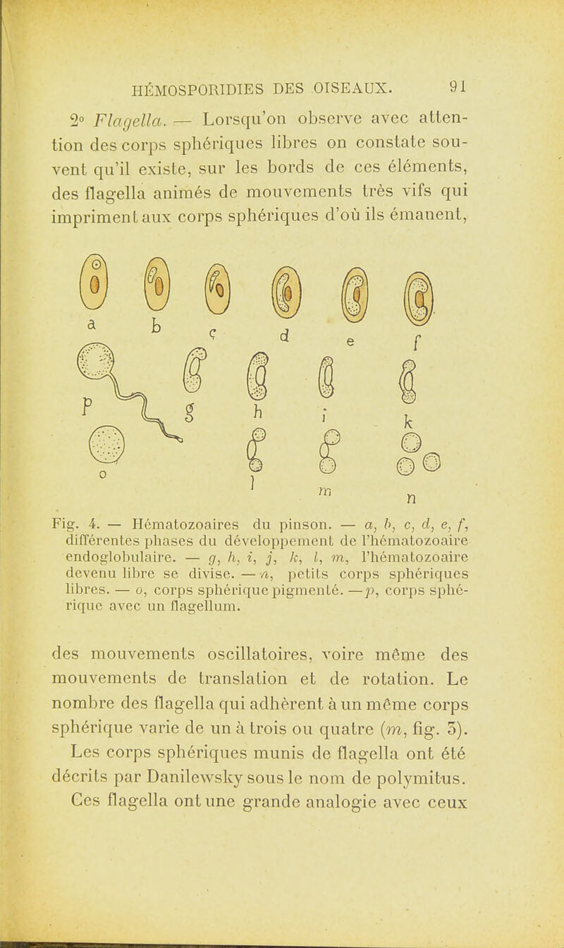 2° Flagella. — Lorsqu’on observe avec atten¬ tion des corps sphériques libres on constate sou¬ vent qu’il existe, sur les bords de ces éléments, des flagella animés de mouvements très vifs qui impriment aux corps sphériques d’où ils émanent, Fig. 4. — Hématozoaires du pinson. — a, b, c, d, e, f, différentes phases du développement de l’hématozoaire endoglobulaire. — g, h, i, j, k, l, m, l’hématozoaire devenu libre se divise.—n, petits corps sphériques libres. — o, corps sphérique pigmenté. —p, corps sphé¬ rique avec un flagellum. des mouvements oscillatoires, voire même des mouvements de translation et de rotation. Le nombre des flagella qui adhèrent à un môme corps sphérique varie de un à trois ou quatre (m, fig. 3). Les corps sphériques munis de flagella ont été décrits par Danilewsky sous le nom de polymitus. Ges flagella ont une grande analogie avec ceux