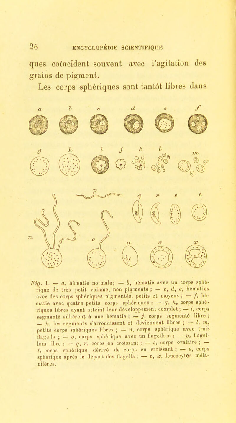 ques coïncident souvent avec l'agitation des grains de pigment. Les corps sphériqiies sont tantôt libres dans Pig, 1. — a. hématie normale; — b, U6maUo avoc un corps splié- rique do très petit volume, non pi','menté ; — c, d, e, hématies avec (les corps sphériques pigmentés, petits et moyens ; — f, hé- matie avec quatre petits corps pphénques ; — g, li, corps sphé- riques libres ayant atteint leur développiment complet; — i, corps segmenté adhérent à une hématie ; — /, corps segmenté libre ; — le, les segments s'arrondissent et deviennent libres ; — /, m, petits corps spliériquea libres ; — )l. corps sphérique avec trois flagella ; — o, corps sphérique avec un flageilum ; — p, llagel- lum libre ; — q, r, corps eu croissant ; — s, corps ovalaire ; — t, corps sphérique dérivé de corps en croissant ; — K, corps sphérique après le départ des flagella ; — r, x, leucocytes méla- nifores.