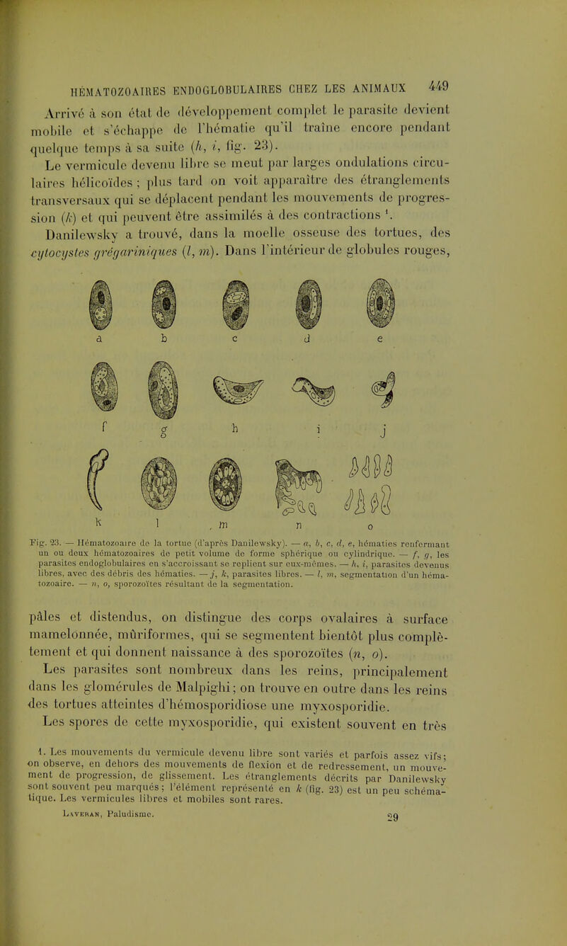 Arrivé à son état de développement complet le parasite devient mobile et s'échâpjie do l'hématie qu'il traîne encore pendant quelque temps à, sa suite (A, i, fig- 23). Le vermicule devenu libre se meut par larges ondulations circu- laires hélicoïdes ; plus lard on voit apparaître des étranglements transversaux qui se déplacent pendant les mouvements de progres- sion (/.•) et qui peuvent être assimilés à des contractions *. Danilewsky a trouvé, dans la moelle osseuse des tortues, des cytocystes grégariniques (l, m). Dans l'intérieur de globules rouges, a b c d e Fig. 23. — Hématozoaire do la tortue (d'après Danilewsky). — a, b, c, d, e, hématies renfermant, un ou doux hématozoaires de petit volume de forme sphérique ou cylindrique. — les parasites endoglobulaires on s'accroissant se replient sur eux-mêmes. — h, i, parasites devenus libres, avec des débris des hématies. —/, k, parasites libres. — l, m, segmentation d'un héma- tozoaire. — », o, sporozoïtes résultant de la segmentation. pâles et distendus, on distingue des corps ovalaires à surface mamelonnée, mûriformes, qui se segmentent bientôt plus complè- tement et qui donnent naissance à des sporozoïtes (n, o). Les parasites sont nombreux dans les reins, principalement dans les glomérules de Malpighi; on trouve en outre dans les reins des tortues atteintes d'hémosporidiose une myxosporidie. Les spores de cette myxosporidie, qui existent souvent en très 1. Les mouvements du vermicule devenu libre sont variés et parfois assez vifs- on observe, en dehors des mouvements de flexion et de redressement, un mouve- ment de progression, de glissement, Les étranglements décrits par Danilewsky sont souvent peu marqués; l'élément représenté en k (fig. 23) est un peu schéma- tique. Les vermicules libres et mobiles sont rares. Laverah, Paludisme.