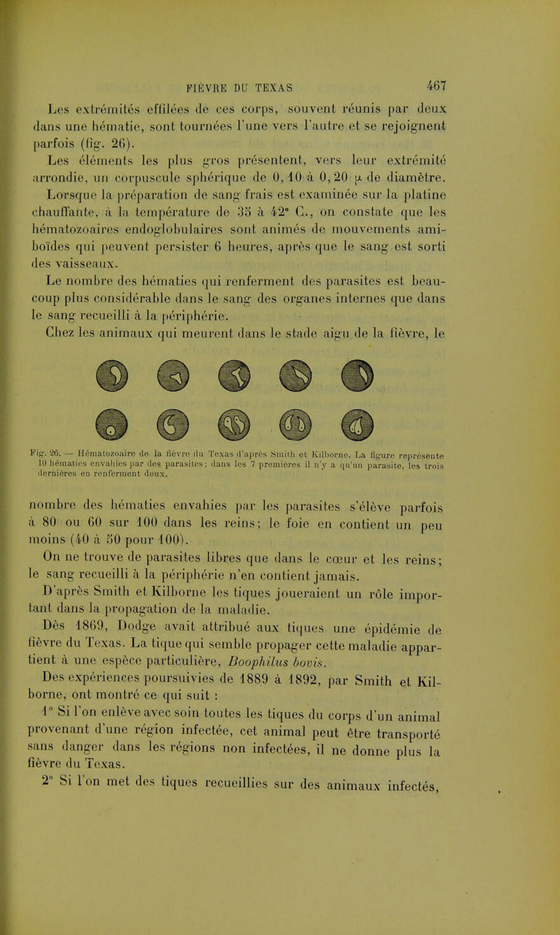 Les extrémités effilées de ces corps, souvent réunis par deux dans une hématie, sont tournées l'une vers l'autre et se rejoignent parfois (fig. 26). Les éléments les plus gros présentent, vers leur extrémité arrondie, un corpuscule sphérique de 0,10 à 0,20 ^ de diamètre. Lorsque la préparation de sang frais est examinée sur la platine chauffante1, à la température de 35 à 42° C, on constate que les hématozoaires endoglobulaires sont animés de mouvements ami- boïdes qui peuvent persister 6 heures, après que le sang est sorti des vaisseaux. Le nombre des hématies qui renferment des parasites est beau- coup plus considérable dans le sang des organes internes que dans le sang recueilli à la périphérie. Chez les animaux qui meurent dans le stade aigu de la fièvre, le Fig. -26. — Hématozoaire do la fièvre du Texas d'après Smith et Kilborne. La figure représente 10 hématies envahies par dos parasites ; dans les 7 premières il n'y a qu'un parasite, les trois dernières en renferment deux. nombre des hématies envahies par les parasites s'élève parfois à 80 ou 60 sur 100 dans les reins; le foie en contient un peu moins (40 à 50 pour 100). On ne trouve de parasites libres que dans le cœur et les reins; le sang recueilli à la périphérie n'en contient jamais. D'après Smith et Kilborne les tiques joueraient un rôle impor- tant dans la propagation de la maladie. Dès 1869, Dodge avait attribué aux tiques une épidémie de fièvre du Texas. La tique qui semble propager cette maladie appar- tient à une espèce particulière, Boophilus bonis. Des expériences poursuivies de 1889 à 1892, par Smith et Kil- borne, ont montré ce qui suit : 1° Si l'on enlève avec soin toutes les tiques du corps d'un animal provenant d'une région infectée, cet animal peut être transporté sans danger dans les régions non infectées, il ne donne plus la fièvre du Texas. 2° Si l'on met des tiques recueillies sur des animaux infectés,