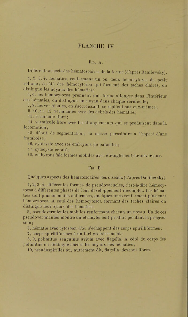 FiG. A. DilTércnts aspects des hématozoaires de la tortue (d'après Danilewsky). i, 2, 3,4, hématies renfermant un ou deux hémocytozoa de petit volume; à côté des hémocytozoa qui forment des taches claires, on distingue les noyaux des hématies; 0, 6, les hémocytozoa prennent une forme allongée dans l'intérieur des hématies, on distingue un noyau dans chaque vermicule; 7, 8, les vermicules, en s'accroissant, se replient sur eux-mêmes; 9, 10,11, 12, vermicules avec des débris des hématies; 13, vermicule libre ; 14, vermicule libre avec les étranglements qui se produisent dans la locomotion; 13, début de segmentation; la masse parasitaire a l'aspect d'une framboise ; 16, cytocyste avec ses embryons de parasites ; 17, cytocyste écrasé ; 18, cmbyrons falciformes mobiles avec étranglements transversaux. FiG. B. Quelques aspects des hématozoaires des oiseaux (d'après Danilewsky). 1, 2, 3, 4, différentes formes de pseudovacuoles, c'est-à-dire hémocy- tozoa à différentes phases de leur développement incomplet. Les héma- ties sont plus ou moins déformées, quelques-unes renferment plusieurs hémocytozoa. A côté des hémocytozoa formant des taches claires on distingue les noyaux des hématies; 5, pseudovermicules mobiles renfermant chacun un noyau. Un de ces pseudovermicules montre un étranglement produit pendant la progres- sion; 6, hématie avec cytozoon d'où s'échappent des corps spirilliformes; 7, corps spirilliformes à un fort grossissement; 8, 9, polimitus sanguinis avium avec flagella. A côté du corps des polimitus on distingue encore les noyaux des hématies; 10, pseudospirilles ou, autrement dit, flagella, devenus libres.