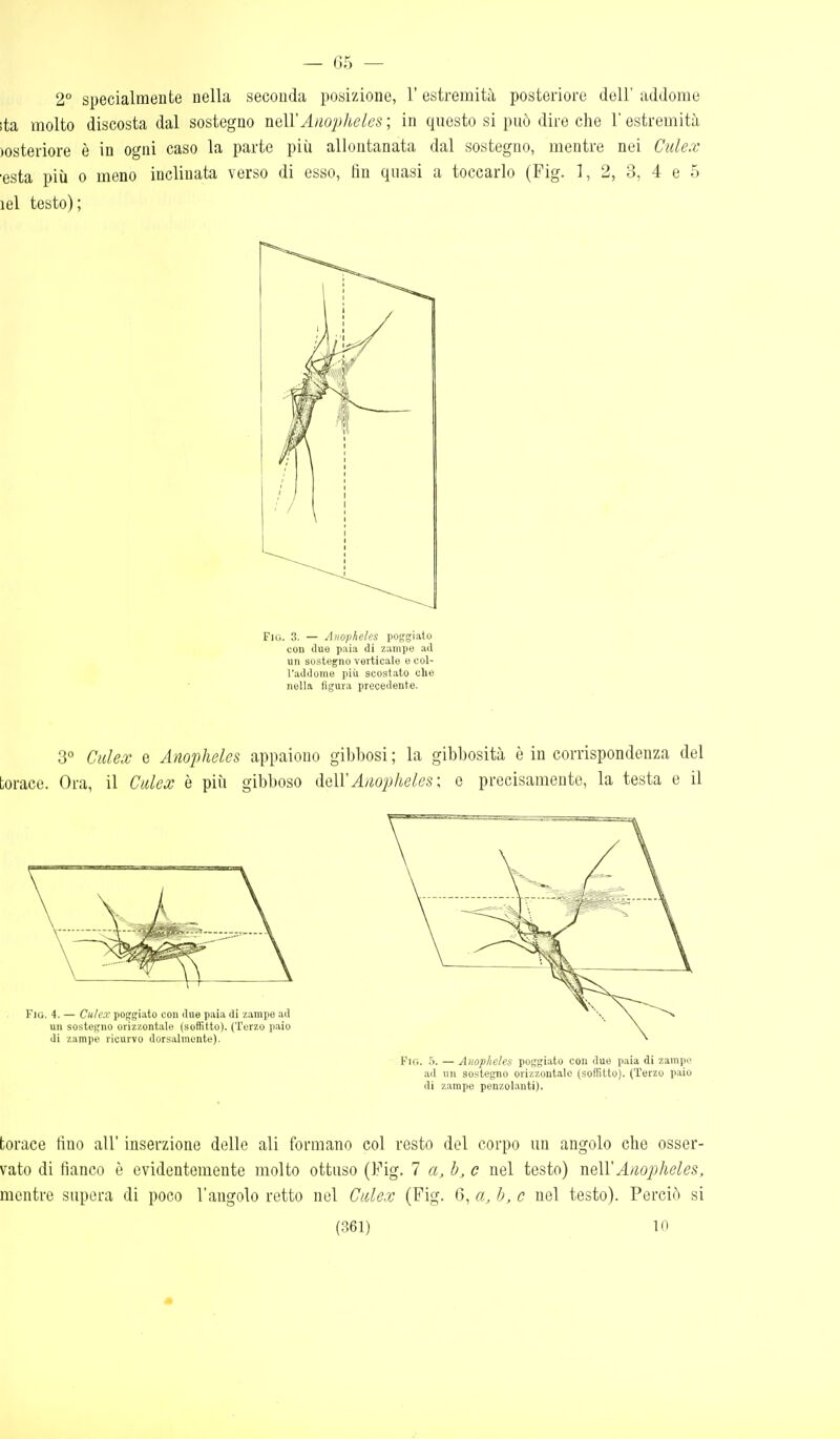2° specialmente nella seconda posizione, l'estremità posteriore dell' addome ita molto discosta dal sostegno noW Anophclcs ; in questo si può dire che l'estremità )osteriore è in ogni caso la parte più allontanata dal sostegno, mentre nei Cule.v ■està più 0 meno inclinata verso di esso, fin quasi a toccarlo (Fig. 1, 2, 3, 4 e 5 lel testo) ; Fio. 3. — Anopheles poggiato con due paia di zampe ad un sostegno verticale o col- l'addoine più scostato che nella figura precedente. 3° Culex e Anopheles appaiono gibbosi ; la gibbosità è in corrispondenza del torace. Ora, il Calex è più gibboso ^q\\ Anopheles \ e precisamente, la testa e il Fili. 4. — Ciilcx poggiato con due paia di zampe ad un sostegno orizzontale (soffitto). (Terzo paio di zampe ricurvo dorsalmente). Fig. 5. — Anopheles poggiato con due paia di zampe ad un sostegno orizzontale (soffitto). (Terzo paio di zampe penzol.anti). torace fino all' inserzione delle ali formano col resto del corpo un angolo che osser- vato di fianco è evidentemente molto ottuso (Fig. 1 a,b,c nel testo) [{qWAnojjheles, mentre supera di poco l'angolo retto nel Gidex (Fig. 6, a, b, c nel testo). Perciò si