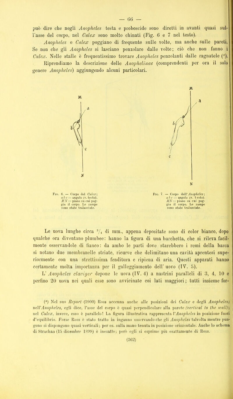 — 66 — può dire che negli Anoplieles testa e proboscide sono diretti in avanti quasi sul- l'asse del corpo, nel Culex sono molto chinati (Fig. 6 e 7 nel testo). Anoplieles e Culea; poggiano di frequente sulle volte, ma anche sulle pareti. Se non che gli Aiiopheles si lasciano penzolare dalle volte; ciò che non fanno i Culex. Nelle stalle è frequentissimo trovare Anopheles penzolanti dalle ragnatele (). Riprendiamo la descrizione delle Amphelinae (comprendenti per ora il solo genere Anopheles) aggiungendo alcuni particolari. Le uova lunghe circa Vt di ram., appena depositate sono di color bianco, dopo qualche ora diventano plumbee: hanno la figura di una barchetta, che si rileva facil- mente osservandole di fianco: da ambo le parti dove starebbero i remi della barca si notano due membranelle striate, ricurve che delimitano una cavità aprentesi supe- riormente con una strettissima fenditura e ripiena di aria. Questi apparati hanno certamente molta importanza per il galleggiamento dell' uovo (IV. 5). L' Anopheles clavìger depone le uova (IV. 4) a nastrini paralleli di 3, 4, 10 e perfino 20 uova nei quali esse sono avvicinate coi lati maggiori ; tutti insieme for- () Nel suo Report (1900) Ross accenna anche alle posizioni dei Culex e degli Anopheles; neWAnopheles, egli dice, l'asse del corpo è quasi perpendicolare alla parete (vertical to the ivall); nel Culex, invece, esso è parallelo! La figura illustrativa rappresenta IMwo/jAeZes in posizione fuori d'equilibrio. Forse Ross è stato tratto in inganno osservando che gli ^wo;9Ae^es talvolta mentre pun- gono si dispongono quasi verticali ; per es. sulla mano tenuta in posizione orizzontale. Anche lo schema di Strachaii (15 dicembro 1899) è inesatto; però egli si esprime piìi esattamente di Ross. a N Fio. 6. — Corpo del Culex; abc = angolo (v. testo). MN = piano su cui pog- gia il corpo. Le zampe sono state tralasciate. ale — angolo (V. testo). /)/7V= piano su cui pog- gia il corpo. Le zampe sono state tralasciate.