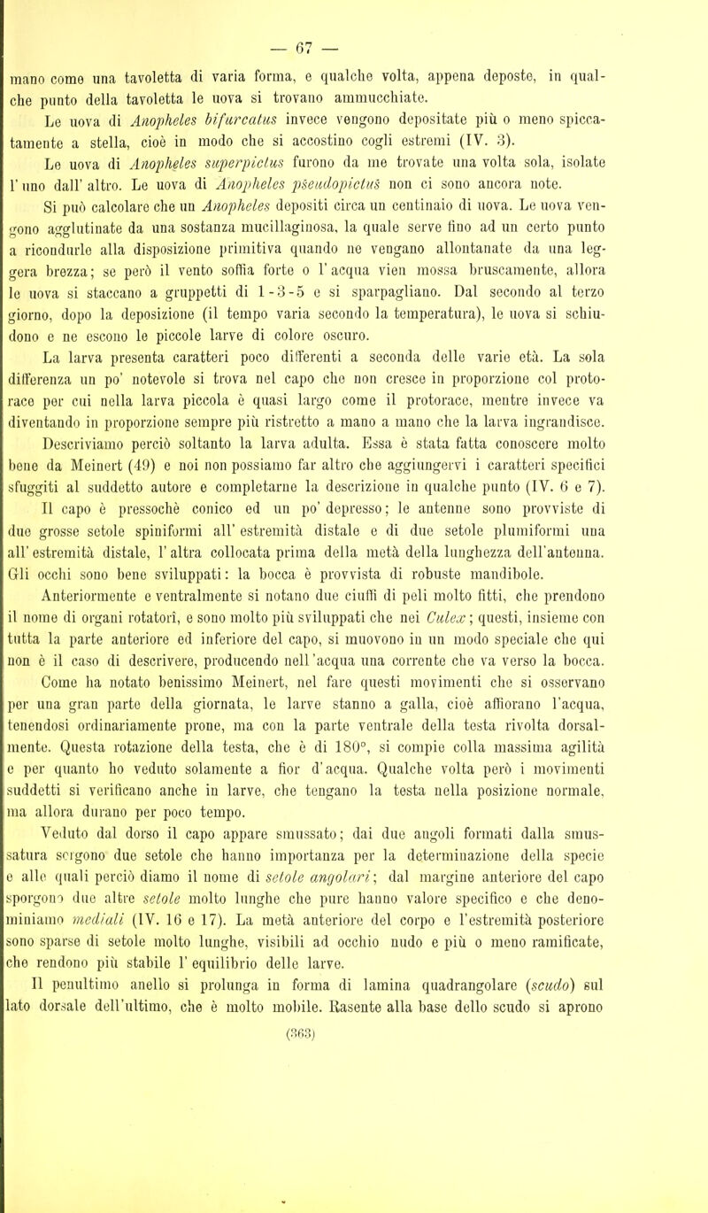 mano come una tavoletta di varia forma, e qualche volta, appena deposte, in qual- che punto della tavoletta le uova si trovano ammucchiate. Le uova di Anopheles bifarcatas invece vengono depositate più o meno spicca- tamente a stella, cioè in modo che si accostino cogli estremi (IV. 3). Le uova di Anopheles superpiclus furono da me trovate una volta sola, isolate r uno dall' altro. Le uova di Anopheles pseadopictus non ci sono ancora note. Si può calcolare che un Anopheles depositi circa un centinaio di uova. Le uova ven- dono agglutinate da una sostanza mucillaginosa, la quale serve tino ad un certo punto a ricondurle alla disposizione primitiva quando ne vengano allontanate da una leg- gera brezza; se però il vento soffia forte o l'acqua vien mossa bruscamente, allora 10 uova si staccano a gruppetti di 1-3-5 e si sparpagliano. Dal secondo al terzo giorno, dopo la deposizione (il tempo varia secondo la temperatura), le uova si schiu- dono e ne escono le piccole larve di colore oscuro. La larva presenta caratteri poco differenti a seconda delle varie età. La sola differenza un po' notevole si trova nel capo che non cresce in proporzione col proto- race per cui nella larva piccola è quasi largo come il protorace, mentre invece va diventando in proporzione sempre pivi ristretto a mano a mano che la larva ingrandisce. Descriviamo perciò soltanto la larva adulta. Essa è stata fatta conoscere molto bene da Meinert (49) e noi non possiamo far altro che aggiungervi i caratteri specifici sfuggiti al suddetto autore e completarne la descrizione in qualche punto (IV. 6 e 7). Il capo è pressoché conico od un po' depresso ; le antenne sono provviste di due grosse setole spiniformi all' estremità distale e di due setole pluraiformi una all' estremità distale, l'altra collocata prima della metà della lunghezza dell'antenna. Gli occhi sono bene sviluppati: la bocca è provvista di robuste mandibole. Anteriormente e ventralmente si notano due ciuffi di peli molto fìtti, che prendono 11 nome di organi rotatori, e sono molto più sviluppati che nei Gidex ; questi, insieme con tutta la parte anteriore ed inferiore del capo, si muovono in un modo speciale che qui non è il caso di descrivere, producendo nell'acqua una corrente che va verso la bocca. Come ha notato benissimo Meinert, nel fare questi movimenti che si osservano per una gran parte della giornata, le larve stanno a galla, cioè affiorano l'acqua, tenendosi ordinariamente prone, ma con la parte ventrale della testa rivolta dorsal- mente. Questa rotazione della testa, che è di 180°, si compie colla massima agilità |e per quanto ho veduto solamente a fior d'acqua. Qualche volta però i movimenti Isuddetti si verificano anche in larve, che tengano la testa nella posizione normale, ma allora durano per poco tempo. Veduto dal dorso il capo appare smussato; dai due angoli formati dalla smus- satura sergono due setole che hanno importanza per la determinazione della specie e allo quali perciò diamo il nome di setole angolari\ dal margine anteriore del capo sporgono due altre setole molto lunghe che pure hanno valore specifico e che deno- miniamo mediali (IV. 16 e 17). La metà anteriore del corpo e l'estremità posteriore sono sparse di setole molto lunghe, visibili ad occhio nudo e più o meno ramificate, che rendono più stabile 1' equilibrio delle larvo. Il penultimo anello si prolunga in forma di lamina quadrangolare (scudo) sul lato dorsale dell'ultimo, che è molto mobile. Rasente alla base dello scudo si aprono (.S6.3)