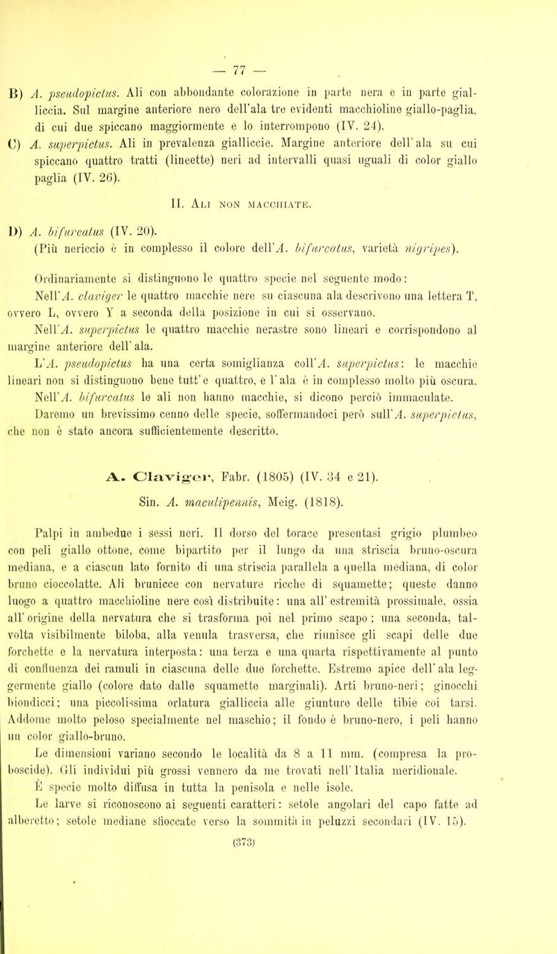 — 77 — B) A. pseadopiclus. Ali con abbondante colorazione in parte nera e in parte gial- liccia. Sul margine anteriore nero dell'ala tre evidenti macchioline giallo-paglia, di cui due spiccano maggiormente e lo interrompono (IV. 24). C) A. suiierpictus. Ali in prevalenza gialliccie. Margine anteriore dell'ala su cui spiccano quattro tratti (lineette) neri ad intervalli quasi uguali di color giallo paglia (IV. 2C). II. AlJ NON MACCHIATE. D) A. hifurcaius (IV. 20). (Più nericcio è in complesso il colore dell'^. hifurcaius^ varietà nigripes). Ordinariamente si distinguono le quattro specie nel seguente modo : Nell'yl. claviger le quattro inacchie nere su ciascuna ala descrivono una lettera T, ovvero L, ovvero Y a seconda della posizione in cui si osservano. Nell'ai, superpictus le quattro macchie nerastre sono lineari e corrispondono al margine anteriore dell' ala. L'/l. pseudopiclm ha una certa somiglianza coll'^. superpictus: le macchio lineari non si distinguono bene tutt'e quattro, e l'ala è in complesso molto più oscura. Neir.4. hifurcatus le ali non lianno macchie, si dicono perciò immaculate. Daremo un brevissimo cenno delle specie, soffermandoci però suU'^. superpictus, che non è stato ancora sufficientemente descritto. A. Clavig-oi-, Fabr. (1805) (IV. 34 e 21). Sin. A. maculipemiis, Meig. (1818). Palpi in ambedue i sessi neri. Il dorso del torace presentasi grigio plumbeo con peli giallo ottone, come bipartito per il lungo da una striscia bruno-oscura mediana, e a ciascun lato fornito di una striscia parallela a quella mediana, di color bruno cioccolatte. Ali brunicce con nervature ricche di squamette; queste danno luogo a quattro macchioline nere così distribuite : una all' estremità prossimale, ossia all' origine della nervatura che si trasforma poi nel primo scapo ; una seconda, tal- volta visibilmente biloba, alla venula trasversa, che riunisce gli scapi delle due forchette e la nervatura interposta : una terza e una quarta rispettivamente al punto di confluenza dei ramuli in ciascuna delle due forchette. Estremo apice dell' ala leg- germente giallo (colore dato dalle squamette marginali). Arti bruno-neri ; ginocchi biondicci; una piccolissima orlatura gialliccia alle giunture delle tibie coi tarsi. Addome molto peloso specialmente nel maschio; il fondo è bruno-nero, i peli hanno un color giallo-bruno. Le dimensioni variano secondo le località da 8 a 11 mm. (compresa la pro- boscide). Gli individui più grossi vennero da me trovati nell' Italia meridionale. E specie molto diffusa in tutta la penisola e nelle isole. Le larve si riconoscono ai seguenti caratteri : setole angolari del capo fatte ad alberetto; setole mediane siìoccate verso la sommità in peluzzi secondari (IV. lò).