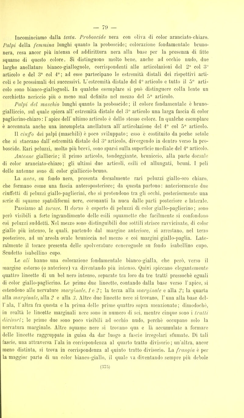 — 79 — Incominciamo dalla testa. Proboscide nera con oliva di color aranciato-chiaro. Palfìi della femmina lunghi quanto la proboscide; colorazione fondamentale bruno- nera, resa ancor più intensa ed addirittura nera alla base per la presenza di iitte squame di questo colore. Si distinguono molto bene, anche ad occhio nudo, due larghe anellature bianco-giallognole, corrispondenti alle articolazioni del 2 col 3 articolo e del 3° col 4°; ad esse partecipano le estremità distali dei rispettivi arti- coli e le prossimali dei successivi. L'estremità distale del 4'^ articolo e tutto il 5° arti- colo sono bianco-giallognoli. In qualche esemplare si può distinguere colla lente un cerchietto nericcio più o meno mal definito nel mezzo del 5 articolo. Palpi del maschio lunghi quanto la proboscide ; il colore fondamentale ò bruno- gialliccio, sul quale spicca all' estremità distalo del 3 articolo una larga fascia di color paglierino-chiaro : l'apice dell' ultimo articolo è dello stesso colore. In qualche esemplare è accennata anche una incompleta anellatura all' articolazione del 4° col 5 articolo. Il ciuffo dei palpi (maschili) è poco sviluppato; esso è costituito da poche setole che si staccano dall' estremità distale del 3° articolo, divergendo in dentro verso la pro- boscide. Rari peluzzi, molto piii brevi, sono sparsi sulla superficie mediale del 4° articolo. Antenne gialliccie; il primo articolo, tondeggiante, bruniccio, alla parte dorsale di color arauciato-chiaro ; gli ultimi due articoli, esili od allungati, bruni. I peli delle antenne sono di color gialliccio-bruno. La nuca, su fondo nero, presenta dorsalmente rari peluzzi giallo-oro chiaro, che formano come una fascia antoropostcriore; da questa partono : anteriormente due ciuffetti di peluzzi giallo-paglierini, che si protendono tra gli occhi, posteriormente una serie di squame spatoliformi nere, coronanti la nuca dalle parti posteriore e laterale. Passiamo al torace. Il dorso è coperto di peluzzi di color giallo-paglierino ; sono però visibili a forte ingrandimento delle esili squametie che facilmente si confondono coi peluzzi suddetti. Nel mezzo sono distinguibili due sottili strisce ravvicinate, di color giallo più intenso, le quali, partendo dal margine anteriore, si arrestano, nel terzo posteriore, ad un' areola ovale bruniccia nel mezzo e coi margini giallo-paglia. Late- ralmente il torace presenta delle spolverature cenerognole su fondo isabellino cupo. Scudetto isabellino cupo. Le (di hanno una colorazione fondamentale bianco-gialla, che però, verso il margine esterno (o anteriore) va diventando più intonso. Quivi spiccano elegantemente quattro lineette di un bel nero intenso, separate tra loro da tre tratti pressoché eguali di color giallo-paglierino. Le prime due lineette, contando dalla base verso l'apice, si estendono alle nervature marginale, 1 e 3 ; la terza alla marginale e alla 2\ la quarta alla marginale, alla 2 e alla 5. Altre due lineette nere si trovano, l'una alla base del- l'ala, r altra fra questa eia prima delle prime quattro sopra menzionate; dimodoché, in realtà le lineette marginali nere sono in numero di sei, mentre cinque sono i tratti divisori; le prime due sono poco visibili ad occhio nudo, perchè occupano solo la nervatura marginale. Altre squame nere si trovano qua e là accumulate a formare delle lineette raggruppate in guisa da dar luogo a fascio irregolari sfumate. Di tali fascio, una attraversa l'ala in corrispondenza al quarto tratto divisorio ; un'altra, ancor lueno distinta, si trova in corrispondenza al quinto tratto divisorio. La frangia è per la maggior parte di un color bianco-giallo, il quale va diventando sempre più debole