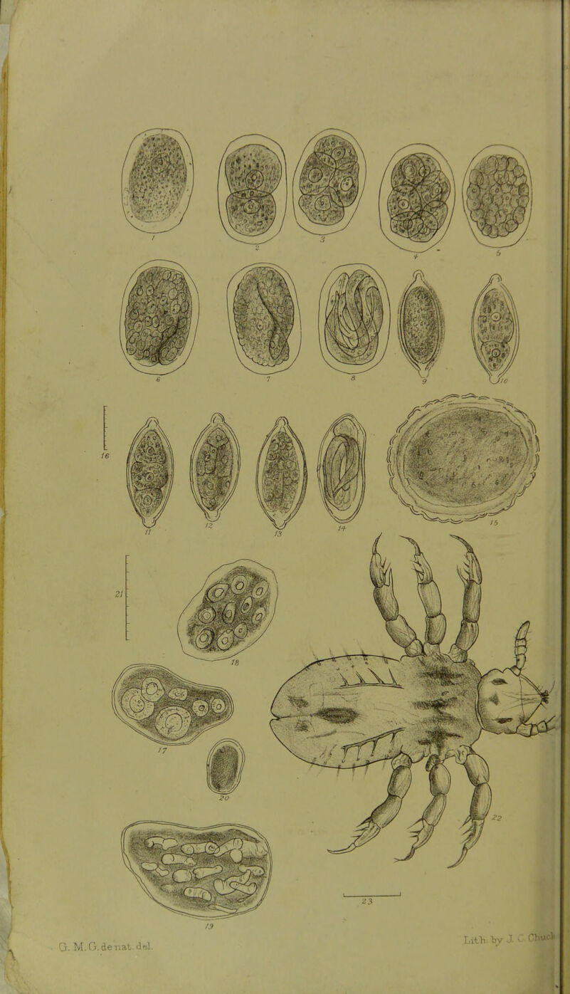 ■ G. M.G. denaL. dd.