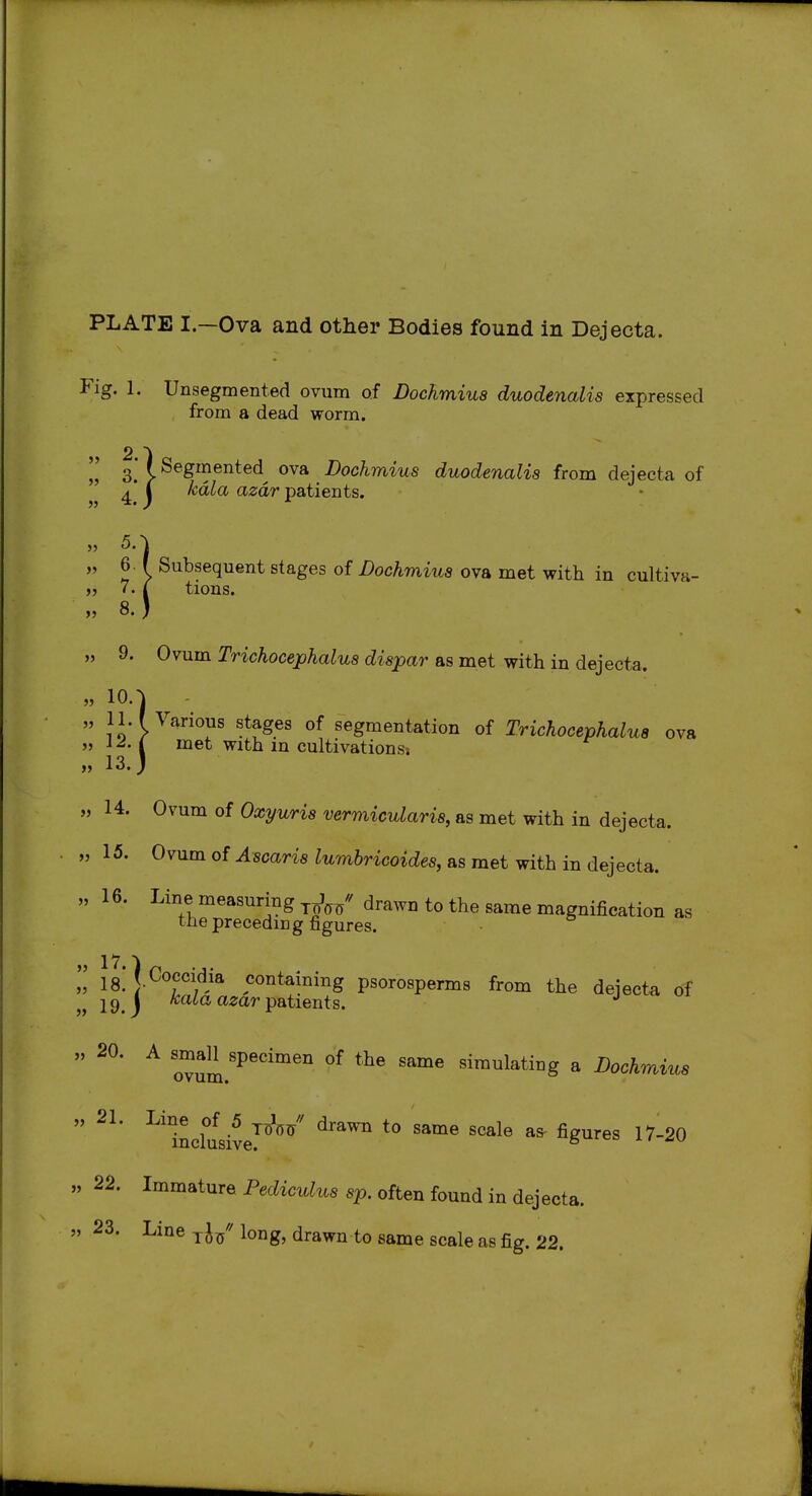 PLATE I.—Ova and other Bodies found in Dejecta. Fig. 1. Unsegmented ovum of Dochmiua duodenalis expressed from a dsad worTn. ',' s'l^^g^ented ova Dochmius duodenalis from dejecta of ^ ^ j kdla azdr patients. „ 6. ( Subsequent stages of Dochmius ova met with in cultiva- >j 7. ( tions, » 8.) „ 9. Ovum Trichocephalus dispar as met with in dejecta. „ 10.-J  JJ-P'arios stages of segmentation of Trichocephalus ova ,5 i^-i met With m cultivations! „ 14. Ovum of Oxyuris vermicularis, as met with in dejecta. „ 15. Ovum of Ascaris lumbricoides, as met with in dejecta. » 16. Line measuring j^^/ drawn to the same magnification as the preceding figures. 18* •^^'fcontaining psorosperms from the dejecta of 19. j ^^a*'patients. j *  ^ ovum.'^'''^'' '^^^ simulating a Dochmius  ^'^incWe^^^*^^^ ^^^ ^^^^^^ ^^^^ „ 22. Immature Pediculus sp. often found in dejecta. » 23. Line ^ J/ long, drawn to same scale as fig. 22.