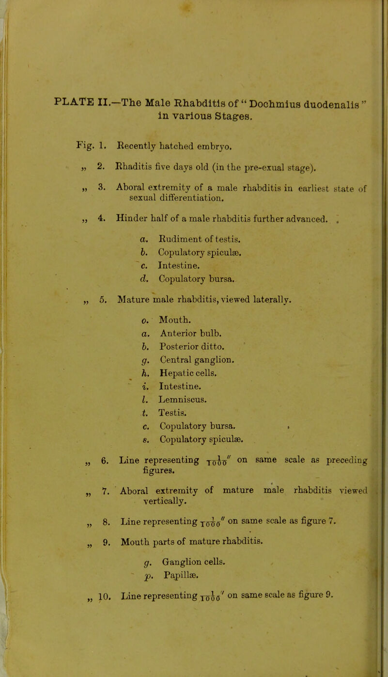 PLATE II.—The Male Rhabditls of  Doclimius duodenalis  in various Stages. Fig. 1. Eecently hatched embryo. „ 2. Rhaditis five days old (in the pre-exual stage). „ 3. Aboral extremity of a male rhabditis in earliest state of sexual differentiation. 4. Hinder half of a male rhabditis further advanced. . a. Rudiment of testis. 6. Copulatory spiculse. ~ c. Intestine. d. Copulatory bursa. „ 5. Mature male rhabditis, viewed laterally. 0. Mouth. a. Anterior bulb. 6. Posterior ditto. g. Central ganglion. h. Hepatic cells. 1. Intestine. I. Lemniscus. t. Testis. c. Copulatory bursa. . 8. Copulatory spiculse. „ 6. Line representing yooo same scale as preceding figures. „ 7. Aboral extremity of mature male rhabditis viewed vertically. „ 8. Line representing jij^q on same scale as figure 7. „ 9. Mouth parts of mature rhabditis. g. Ganglion cells. p. Papillae. „ ^0. Line representing xo ' ^^^^ ^^^^^ figure 9.