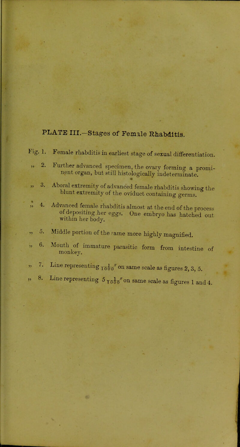 PLATE III—Stagres of Female Rhabdltis. g. 1. Female rliabditis in earHest stage of sexual differentiation. 2. Further advanced si^ecimen, the ovary forming a promi- nent organ, but still histologically indeterminate. •» 3. Aboral extremity of advanced female rhabditis showing the blunt extremity of the oviduct containing germs. 4. Advanced female rhabditis almost at the end of the process of depositing .her eggs. One embryo has hatched out withm her body. 0. Middle portion of the rame more highly magnified. 6. Mouth of immature parasitic form from intestine of monkey. 7. Line representing on same scale as figures 2,3, 5. 8. Line representing 5 ^5^/ on same scale as figures 1 and 4.
