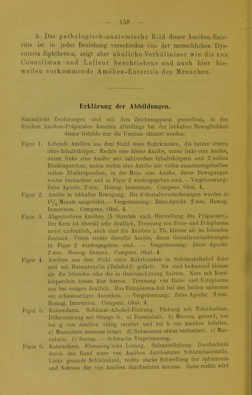 5. Das pathologisoh-anatoinischc Bild dieser Amöbon-Ente- ritis ist in jeder Beziehung verschieden von der menschlichen Dys- cntcria diphthorica, zeigt aber ähnliche Verhältnisse wie die von Councilman und Lafleur beschriebene und auch hier bis- weilen vorkommende Amöben-Enteritis des Menschen. Erklärung der Abbildungen. Sämmtliche Zeichnungen sind mit dem Zeichenapparat gezeichnet, in den Irischen Amöben-Präparaten konnten allerdings bei der lebhaften Beweglichkeit dieser Gebilde nur die Umrisse skizzirt werden. Figur 1. Lebende Amöben aus dem Stuhl eines Ruhrkranken, die beiden oberen ohne Inhaltskörper. Rechts eine kleine Amöbe, unten links eine Amöbe, unten links eine Amöbe mit zahlreichen Inhaltskörpern und '2 rothen Blutkörperchen, unten rechts eine Amöbe mit vielen zusammengeballten rothen Blutkörperchen, in der Mitte eine Amöbe, deren Bewegungen weiter beobachtet und in Figur 2 wiedergegeben sind. — Vergrösserung: Zeiss Apochr. 2 mm. Homog. Immersion. Compens. Okul. 4. Figur 2. Amöbe in lebhafter Bewegung. Die 6 Gestaltsveränderungen wurden in 11/^ Minute ausgeführt. —Vergrösserung: Zeiss Apochr. 2 mm. Homog. Immersion. Compens. Okul. 4. Figur 3. Abgestorbene Amöben (5 Stunden nach Herstellung des Präparates). Der Kern ist überall sehr deutlich, Trennung von Ento- und Ectoplasma raeist undeutlich, auch sind die Amöben z. Th. kleiner als im lebenden Zustand. Unten rechts dieselbe Amöbe, deren Gestaltsveränderungen in Figur 2 wiedergegeben sind. — Vergrösserung: Zeiss Apochr. 2 mm. Homog. Immers. Compens. Okul. 4. Figur 4. Amöben aus dem Stuhl eines Ruhrkranken in Sublimatalkoliol fixirt und mit Haematoxylin (Delafield) gefärbt. Sie sind bedeutend kleiner als die lebenden oder die in Osmium-Lösung fixirten. Kern mit Kern- körperchen treten klar hervor. Trennung von Ento- und Ectoplasma nur bei einigen deutlich. Das Entoplasma-hat bei den beiden untersten ein schaumartiges Aussehen. — Vergrösserung: Zeiss Apochr. 2 mm. Homog. Immersion. Compens. Okul. 4. Figur 5. Katzendarm. Sublimat-Alkohol-Fixirung. Färbung mit Toluidinblau. Differenzirung mit Orange G. a) Darminhalt, b) Mucosa, gesund, nur bei g von Amöben völlig zerstört und bei h von Amöben befallen, c) Muscularis mucosae intact. d) Submucosa etwas verbreitert, e) Mus- cularis. f) Serösa. — Schwache Vergrösserung. Figur 6. Katzendärm. Flemming'sche Lösung. Safraninfärbung. Durchschnitt durch den Rand einer von Amöben durchsetzten Schleimliautstelle. Links gesunde Schleimhaut, rechts starke Schwellung der submucosa und Nekrose der von Amöben durchsetzten mucosa. Ganz rechts wird