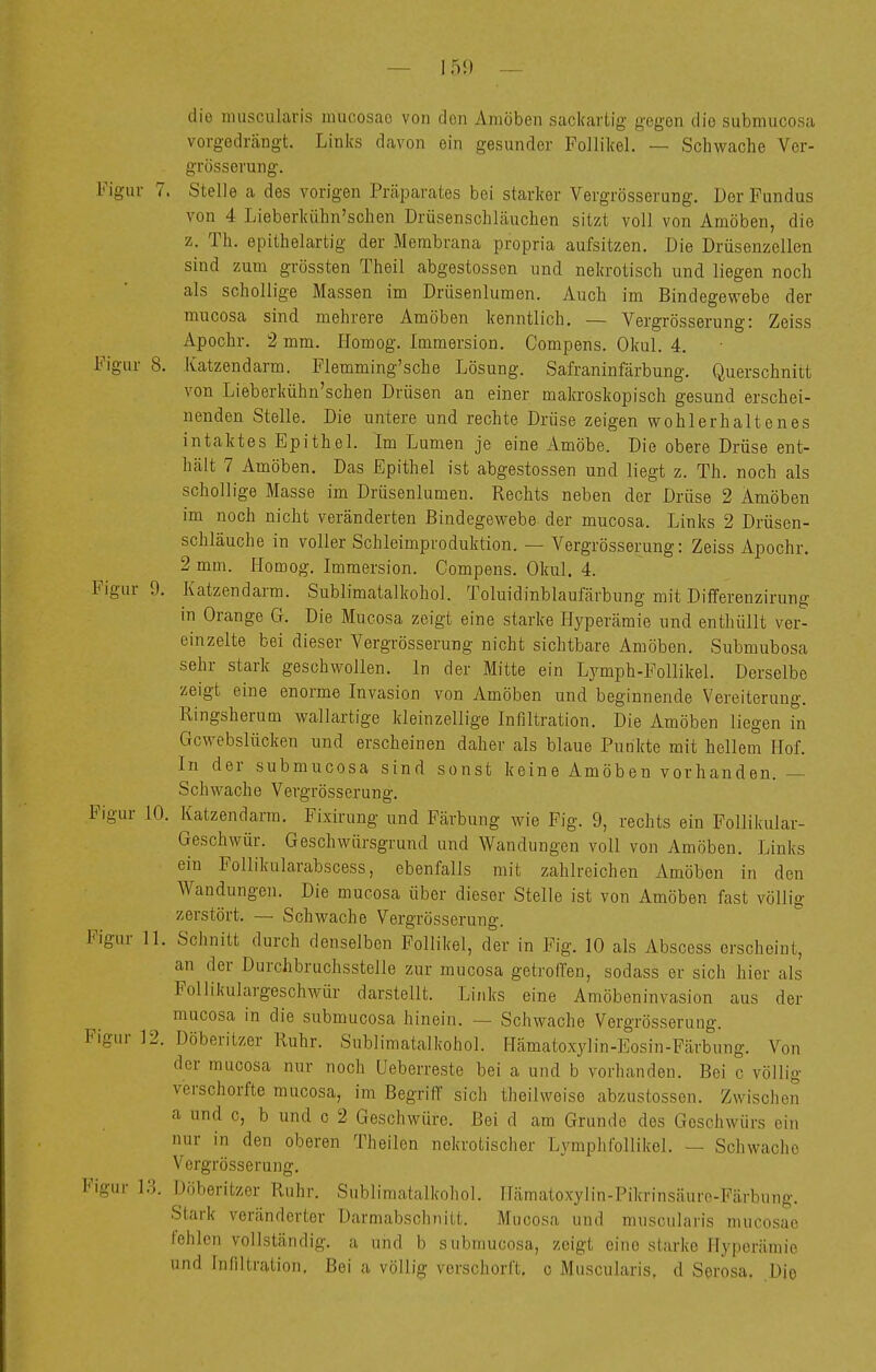 — 155) ~ die imiscularis mucosae von den Amöben sacl(ar(,ig gegen die submucosa vorgedrängt. Links davon ein gesunder Follikel. — Schwache Vcr- grösserung. Figur 7. Stelle a des vorigen Präparates bei starker Vergrösserung. Der Fundus von 4 Lieberkühn'schen Drüsenschläuchen sitzt voll von Amöben, die z. Th, epithelartig der Membrana propria aufsitzen. Die Drüsenzellon sind zum grössten Theil abgestossen und nekrotisch und liegen noch als schollige Massen im Drüsenlumen. Auch im Bindegewebe der mucosa sind mehrere Amöben kenntlich. — Vergrösserung: Zeiss Apochr. 2 mm. Homog. Immersion. Compens. Okul. 4. Figur 8. Katzendarm. Flemming'sche Lösung. Safraninfärbung. Querschnitt von Lieberkühn'schen Drüsen an einer makroskopisch gesund erschei- nenden Stelle. Die untere und rechte Drüse zeigen wohlerhaltenes intaktes Epithel. Im Lumen je eine Amöbe. Die obere Drüse ent- hält 7 Amöben. Das Epithel ist abgestossen und liegt z. Th. noch als schollige Masse im Drüsenlumen. Rechts neben der Drüse 2 Amöben im noch nicht veränderten Bindegewebe der mucosa. Links 2 Drüsen- schläuche in voller Schleimproduktion. — Vergrösserung: Zeiss Apochr. 2 mm. Homog. Immersion. Compens. Okul. 4. Figur 9. Katzendarm. Sublimatalkohol. Toluidinblaufärbung mit Dilferenzirung in Orange G. Die Mucosa zeigt eine starke Hyperämie und enthüllt ver- einzelte bei dieser Vergrösserung nicht sichtbare Amöben. Submubosa sehr stark geschwoHen. In der Mitte ein Lymph-Follikel. Derselbe zeigt eine enorme Invasion von Amöben und beginnende Vereiterung. Ringsherum wallartige kleinzellige Infiltration. Die Amöben liegen in Gcwebslücken und erscheinen daher als blaue Punkte mit heHem Hof. In der submucosa sind sonst keine Amöben vorhanden. — Schwache Vergrösserung. Figur 10. Katzendarm. Fixirung und Färbung wie Fig. 9, rechts ein Follikular- Geschwür. Geschwürsgrund und Wandungen voll von Amöben. Links ein Follikularabscess, ebenfalls mit zahlreichen Amöben in den Wandungen. Die mucosa über dieser Stelle ist von Amöben fast völlig zerstört. — Schwache Vergrösserung. Figur 11. Schnitt durch denselben Follikel, der in Fig. 10 als Abscess erscheint, an der Durchbruchsstelle zur mucosa getroffen, sodass er sich hier als Follikulargeschwür darstellt. Links eine Amöbeninvasion aus der mucosa in die submucosa hinein. — Schwache Vergrösserung. Figur 12. Döberitzer Ruhr. Sublimatalkohol. Hämatox-ylin-Eosin-Färbung. Von der mucosa nur noch Ueberreste bei a und b vorhanden. Bei c völlig verschorfte mucosa, im Begriff sich theilweise abznstosson. Zwischen a und c, b und c 2 Geschwüre. Bei d am Grunde des Geschwürs ein nur in den oberen Theilen nekrotischer Lymplifollikel. — Schwache Vergrösserung. Figur 1.3. Döberitzer Ruhr. Sublimatalkohol. Hämatoxylin-Pikrinsäuro-Färbung. Stark veränderter Darmabschnitt. Mucosa und miiscularis mucosae, fehlen vollständig, a und b submucosa, zeigt eine starke Hyperämie und Infiltration, Bei a völlig vorschorft, c Muscularis, d Serosa. Die