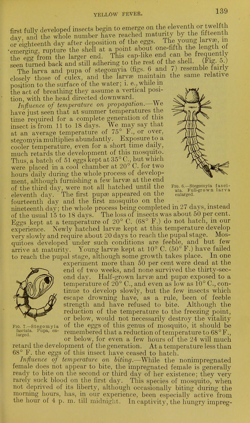 Fig. 6.—Stegomyia fasci- ata. Full-grown larva enlarged. first fully developed insects begin to emerge on the eleventh or twelfth dav and the whole number have reached maturity by the fifteenth or eiXteenth day after deposition of the eggs. The young laxvje, m •ZSvina rupture the shell at a point about one-fifth the length of Xe eg-lrom the larger end. Tnis cap-like end can be frequently seen turned back and still adhering to the rest of the shell. Fig. 5 ) The larva and pupa of stegomyia (figs. 6 and 7) resemble fairly closely those of culex, and the larvae maintain the same relative position to the surface of the water; i. e., while m the act of breathing they assume a vertical posi- tion, with the head directed downward. Influence of temperature on propagation.—We have just seen that at summer temperatures the time required for a complete generation of this insect is from 11 to 18 days. We^may say that at an average temperature of 75° F., or over, stegomyia multiplies abundantly. Exposure to a cooler temperature, even for a short time daily, much retards the development of this mosquito. Thus, a batch of 51 eggs kept at 35° C, but which were placed in a cool chamber at 20° C. for two hours daily during the whole process of develop- ment, although furnishing a few larvse at the end of the third day, were not all hatched until the eleventh day. The first pupae appeared on the fourteenth day and the first mosquito on the nineteenth day; the whole process being completed in 27 days, instead of the usual 15 to 18 days. The loss of insects was about 50 per cent. Eggs kept at a temperature of 20° C. (68° F.) do not hatch, m our experience. Newly hatched larvae kept at this temperature develop very slowly and require about 20 days to reach the pupal stage. Mos- quitoes developed under such conditions are feeble, and but few arrive at maturity. Young larvse kept at 10° C. (50° F.) have failed to reach the pupal stage, although some growth takes place. In one experiment more than 50 per cent were dead at the end of two weeks, and none survived the thirty-sec- ond day. Half-grown larvse and pupse exposed to a temperature of 20° C, and even as low as 10° C, con- tinue to develop slowly, but the few insects which escape drowning have, as a rule, been of feeble strength and have refused to bite. Although the reduction of the temperature to the freezing point, or below, would not necessarily destroy the vitality fig. 7.-stegomyia of the eggs of this genus of mosquito, it should be £eda' Pupa' en remembered that a reduction of temperature to 68° F., or below, for even a few hours of the 24 will much retard the development of the generation. At a temperature less than 68° F. the eggs of this insect have ceased to hatch. Influence of temperature on biting.—While the nonimpregnated female does not appear to bite, the impregnated female is generally ready to bite on the second or third day of her existence; they very rarely suck blood on the first day. This species of mosquito, when not deprived of its liberty, although occasionally biting during the morning hours, has, in our experience, been especially active from the hour of 4 p. m. till midnight, hi captivity, the hungry impreg-