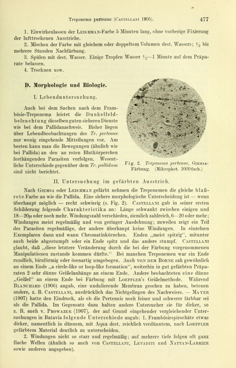 1. Einwirkenlassen der LEiSHMAN-Farbe 5 Minuten lang, ohne vorherige Fixierung der lufttrockenen Ausstriche. 2. Mischen der Farbe mit gleichem oder doppeltem Volumen dest. Wassers; V2 bis mehrere Stunden Nachfärbung. 3. Spülen mit dest. Wasser. Einige Tropfen Wasser Minute auf dem Präpa- rate belassen. 4. Trocknen usw. D. Morphologie und Biologie. I. Lebenduntersuchung. Auch bei dem Suchen nach dem Fram- bösie-Treponema leistet die Dunkelfeld- beleuchtung dieselben guten sicheren Dienste wie bei dem Pälhdanachweis. Bisher hegen über Lebendbeobachtungen des Tr. pertenue nur wenig eingehende Mitteilungen vor. Am besten kann man die Bewegungen (ähnhch wie bei Palhda) an den an roten Blutkörperchen festhängenden Parasiten verfolgen. Wesent- liche Unterschiede gegenüber dem Tr. pallidum sind nicht berichtet. IL Untersuchung im gefärbten Ausstrich. Nach GiEMSA oder Leishman gefärbt nehmen die Treponemen die gleiche blaß- rote Farbe an wie die PalUda. Eine sichere morphologische Unterscheidung ist — wenn überhaupt möghch — recht schwierig (s. Fig. 2). Castellani gab in seiner ersten Schilderung folgende Charakteristika an: Länge schwankt zwischen einigen und 18—20^ oder noch mehr. Windungszahl verschieden, ziemhch zahlreich, 6—20 oder mehr; Windungen meist regelmäßig und von geringer Ausdehnung; zuweilen zeigt ein Teil des Parasiten regelmäßige, der andere überhaupt keine Windungen. In einzelnen Exemplaren dann und wann Chromatinkörnchen. Enden ,,meist spitzig, mitunter auch beide abgestumpft oder ein Ende spitz und das andere stumpf. Castellani glaubt, daß ,,diese letztere Veränderung durch die bei der Färbung vorgenommenen Manipulationen zustande kommen dürfte. Bei manchen Treponemen war ein Ende rundlich, birnförmig oder ösenartig umgebogen. Auch von dem Borne sah gewöhnlich an einem Ende ,,a circle-like or loop-hke formation, weiterhin in gut gefärbten Präpa- raten 2 sehr dünne Geißelanhänge an einem Ende. Andere beobachteten eine dünne „Geißel an einem Ende bei Färbung mit Loeffler's Geißelmethode. Während Blanchard (1906) angab, eine undulierende Membran gesehen zu haben, betonen andere, z. B. Castellani, ausdrücklich das Nichtgehngen des Nachweises. — Mayer (1907) hatte den Eindruck, als ob die Pertenuis noch feiner und schwerer färbbar sei als die Palhda. Im Gegensatz dazu halten andere Untersucher sie für dicker, so z. B. auch V. Prowazek (1907), der auf Grund eingehender vergleichender Unter- suchungen in Batavia folgende Unterschiede angab: 1. Frambösiespirochäte etwas dicker, namenthch in dünnem, mit Aqua dest. reichhch verdünntem, nach Loeffler gefärbtem Material deuthch zu unterscheiden. 2. Windungen nicht so starr und regelmäßig; auf mehrere tiefe folgen oft ganz flache Wellen (ähnhch so auch von Castellani, Levaditi und Nattan-Larrier sowie anderen angegeben). '''■Vi:-' Fig-. 2. Treponema pertenue. Giemsa- Färbung. (Mikrophot. 1000 fach.)