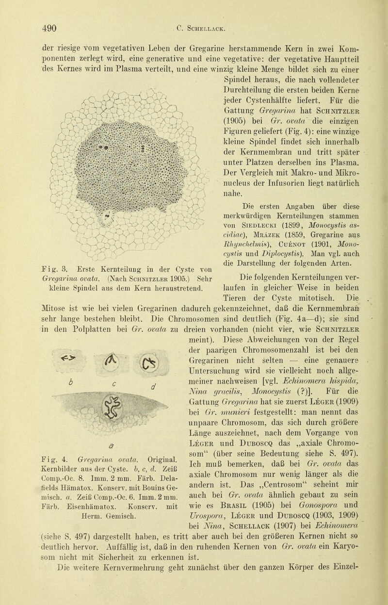 der riesige vom vegetativen Leben der Gregarine herstammende Kern in zwei Kom- ponenten zerlegt wird, eine generative und eine vegetative: der vegetative Hauptteil des Kernes wird im Plasma verteilt, und eine winzig kleine Menge bildet sich zu einer Spindel heraus, die nach vollendeter Durchteilung die ersten beiden Kerne / ' ' ' jeder Cystenhälfte liefert. Für die „ :j - ' Gattung Gregarina hat Schnitzler r . -;: ^ . (1905) bei Gr. ovata die einzigen ) ' ' Figuren geliefert (Fig. 4): eine winzige- kleine Spindel findet sich innerhalb , ':, ^ der Kernmembran und tritt später : ■ ; unter Platzen derselben ins Plasma. '*> * Der Vergleich mit Makro - und Mikro- , , ' -' nucleus der Infusorien liegt natürlich nahe. •'.• ' Die ersten Angaben über diese- merkwürdigen Kernteilungen stammen • ■ ' . von SiEDLEGKi (1899, Monocystis as- cidiae), Mrazek (1859, Gregarine aus. Rhynchelmis),: Cuenot (1901, Mono- cystis und Dijjlocystis). Man vgl. auch die Darstellung der folgenden Arten. Fig. 3. Erste Kernteilung in der Cyste von Gregarina ovata. (Nach Schnitzler 1905.) Sehr Die folgenden Kernteilungen ver- kleine Spindel ans dem Kern heraustretend. laufen in gleicher' Weise in beiden Tieren der Cyste mitotisch. Die Mitose ist wie bei vielen Gregarinen dadurch gekennzeichnet, daß die Kernmembrair sehr lange bestehen bleibt. Die Chromosomen sind deutlich (Fig. 4a—d); sie sind in den Polplatten bei Gr. ovata zu dreien vorhanden (nicht vier, wie Schnitzler meint). Diese Abweichungen von der Regel der paarigen Chromosomenzahl ist bei den Gregarinen nicht selten — eine genauere Untersuchung wird sie vielleicht noch allge- meiner nachweisen [vgl. EcMnomera hispida^ Nina gracilis^ Monocystis (?)]. Für die Gattung Gregarina hat sie zuerst Leger (1909)' bei Gr. munieri festgestellt: man nennt das unpaare Chromosom, das sich durch größere Länge auszeichnet, nach dem Vorgange von Leger und Duboscq das ,,axiale Chromo- som (über seine Bedeutung siehe S. 497). Ich muß bemerken, daß bei Gr. ovata das. axiale Chromosom nur wenig länger als die andern ist. Das ,,Centrosom scheint mir auch bei Gr. ovata ähnlich gebaut zu sein wie es Brasil (1905) bei Gonospora und UrospoixL, Leger und Duboscq (1903, 1909) bei Nina, Schellack (1907) bei Echinomera (siehe S. 497) dargestellt haben, es tritt aber auch bei den größeren Kernen nicht so deutlich hervor. Auffällig ist, daß in den ruhenden Kernen von Gr. ovata ein Karyo- som nicht mit Sicherheit zu erkennen ist. Die weitere Kern Vermehrung geht zunächst über den ganzen Körper des Einzel- Fig. 4. Gregarina ovata. Original. Kernbilder aus der Cyste, b, c, d. Zeiß Comp.-Oc. 8. Imm. 2 mm. Färb. Dela- ftelds Hämatox. Konserv. mit Benins Ge- misch, a. Zeiß Comp.-Oc. 6. Imm. 2 mm. Färb. Eisenhämatox. Konserv. mit Herrn. Gemisch.