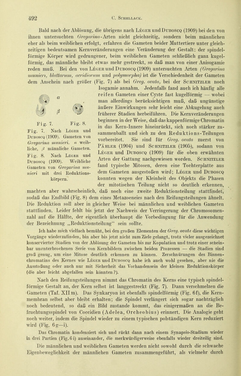 Bald nach der Ablösung, die übrigens nach Leger und Duboscq (1909) bei den von ihnen untersuchten Gregmina-Kiim nicht gleichzeitig, sondern beim männlichen eher als beim weiblichen erfolgt, erfahren die Gameten beider Muttertiere unter gleich- zeitigen bedeutsamen Kernveränderungen eine Veränderung der Gestalt: der spindel- förmige Körper wird gedrungener, beim weiblichen Gameten schließlich ganz kugel- förmig, das männliche bleibt etwas mehr gestreckt, so daß man von einer Anisogamie reden muß. Bei den von Leger und Duboscq (1909) untersuchten Arten (Gregarina munieri, hlaUarum, acridionim und jmlymo^'pha) ist die Verschiedenheit der Gameten dem Anschein nach größer (Fig. 7) als bei Greg, ovata, bei der Sghnitzler noch Isogamie annahm. Jedenfalls fand auch ich häufig alle reifen Gameten einer Cyste fast kugelförmig — wobei man allerdings berücksichtigen muß, daß ungünstige äußere Einwirkungen sehr leicht eine Abkugelung auch früherer Stadien herbeiführen. Die Kern Veränderungen beginnen in der Weise, daß das kappenförmige Chromatin in das Kern-Innere hineinrückt, sich noch stärker zu- sammenballt und sich zu den Reduktions-Teilungen vorbereitet. Sie sind für Gj^eg. ovata zuerst von Pähler (1904) und Schnitzler (1905), sodann von Leger und Duboscq (1909) für die oben erwähnten Arten der Gattung nachgewiesen worden. Schnitzler fand typische Mitosen, deren eine Tochterplatte aus dem Gameten ausgestoßen wird; Leger und Duboscq konnten wegen der Kleinheit des Objekts die Phasen der mitotischen Teilung nicht so deuthch erkennen, -machten aber wahrscheinlich, daß noch eine zweite Reduktionsteilung stattfindet, sodaß das Endbild (Fig. 8) dem eines Metazoeneies nach den Reifungsteilungen ähnelt. Die Reduktion soll aber in gleicher Weise bei männlichen und weiblichen Gameten stattfinden. Leider fehlt bis jetzt der Nachweis der Verringerung der Chromosomen- zahl auf die Hälfte, der eigentlich überhaupt die Vorbedingung für die Anwendung der Bezeichnung ,,Reduktionsteilung sein sollte. Ich habe mich vielfach bemüht, bei den großen Elementen der Greg, ovata diese wichtigen Vorgänge wiederzufinden, bin aber bis jetzt nicht zum Ziele gelangt, trotz vieler ausgezeichnet konservierter Stadien von der Ablösung der Gameten bis zur Kopulation und trotz einer schein- bar ununterbrochenen Serie von Kernbildern zwischen beiden Prozessen — die Stadien sind groß genug, um eine Mitose deutlich erkennen zu können. Zerschnürungen des Binnen- chromatins des Kernes wie Leger und Duboscq habe ich auch wohl gesehen, aber nie die Ausstoßung oder auch nur mit Sicherheit das Vorhandensein der kleinen Reduktionskörper (die aber leicht abgefallen sein könnten.^). Nach den Reifungsteilungen nimmt das Chromatin des Kerns eine typisch spindel- förmige Gestalt an, der Kern selbst ist langgestreckt (Fig. 7). Dann verschmelzen die •Gameten (Taf. XIIm). Das Synkaryon ist ebenfalls spindelförmig (Fig. 6f), die Kern- membran selbst aber bleibt erhalten; die Spindel verlängert sich sogar nachträghch noch bedeutend, so daß ein Bild zustande kommt, das einigermaßen an die Be- fruchtungsspindel von Coccidien (Adelea, Orcheobius) erinnert. Die Analogie geht noch weiter, indem die Spindel wieder zu einem typischen polständigen Kern reduziert wird (Fig. 6 g—i). Das Chromatin kondensiert sich und rückt dann nach einem Synapsis-Stadium wieder in drei Partien (Fig. 6i) auseinander, die merkwürdigerweise ebenfalls wieder dreiteilig sind. Die männlichen und weiblichen Gameten werden nicht sowohl durch die schwache Eigenbeweglichkeit der männlichen Gameten zusammengeführt, als vielmehr durch a •4 ■ Fig. 7. Fig. 8. Fig. 7. Nach L^iger und Duboscq (1909). Gameten von Gregarina munieri. a weib- liche, ß männliche Gameten. Fig. 8. Nach Leger und Duboscq (1909). Weibliche Gameten von Gregarina mu- nieri mit drei Eeduktions- körpern.