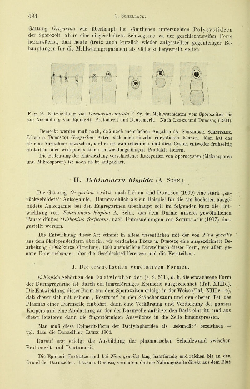 Gattung Gregarina wie überhaupt bei sämtlichen untersuchten Polycystideen der Sporozoit ohne eine eingeschaltete Schizogonie zu der geschlechtsreifen Form heranwächst, darf heute (trotz auch kürzlich wieder aufgestellter gegenteiliger Be- hauptungen für die Mehlwurmgregarinen) als völlig sichergestellt gelten. Fig. 9. Entwicklung' von Gregarina cuneata ¥. St. im Mehlwurmdarm vom Sporozoiten bis zur Ausbildung von Epimerit, Protomerit und Deutomerit. Nach Leger und Duboscq (1904). Bemerkt werden muß noch, daß nach mehrfachen Angaben (A. Schneider, Schnitzler, Leger u. Duboscq) Gregarina - Arten sich auch einzeln encystieren können. Man hat das als eine Ausnahme anzusehen, und es ist wahrscheinlich, daß diese Cysten entweder frühzeitig absterben oder wenigstens keine entwicklungsfähigen Produkte liefern. Die Bedeutung der Entwicklung verschiedener Kategorien von SporoCysten (Makrosporen und Mikrosporen) ist noch nicht aufgeklärt. Die Gattung Gregarina besitzt nach Leger und Duboscq (1909) eine stark ,,zu- rückgebildete Anisogamie. Hauptsächlich als ein Beispiel für die am höchsten ausge- bildete Anisogamie bei den Eugregarinen überhaupt soll im folgenden kurz die Ent- wicklung von Echinomera hispida A. Sehn, aus dem Darme unseres gewöhnlichen Tausendfußes (Lithohius forficatus) m^oh Untersuchungen von Schellack (1907) dar- gestellt werden. Die Entwicklung dieser Art stimmt in allem wesentlichen mit der von Kina gracilis aus dem Skolopenderdarm überein; wir verdanken Leger u. Duboscq eine ausgezeichnete Be- arbeitung (1902 kurze Mitteilung, 1909 ausführliche Darstellung) dieser Form, vor allem ge- naue Untersuchungen über, die Geschlechtsdifferenzen und die Kernteilung. E. hisjnda ge\iöYt zu den D a ctylophoriden (s. S. 511), d. h. die erwachsene Form der Darmgregarine ist durch ein fingerförmiges Epimerit ausgezeichnet (Taf. XIII d). Die Entwicklung dieser Form aus dem Sporozoiten erfolgt in der Weise (Taf. XIII c—e), daß dieser sich mit seinem „Rostrum in den Stäbchensaum und den oberen Teil des Plasmas einer Darmzelle einbohrt, dann eine Verkürzung und Verdickung des ganzen Körpers und eine Abplattung an der der Darmzelle aufsitzenden Basis eintritt, und aus dieser letzteren dann die fingerförmigen Auswüchse in die Zelle hineinsprossen. Man muß diese Epimerit-Form der Dactylophoriden als „sekundär bezeichnen — vgl. dazu die Darstellung LimES 1904. Darauf erst erfolgt die Ausbildung der plasmatischen Scheidewand zwischen Protomerit und Deutomerit. Die Epimerit-Fortsätze sind bei Nina gracilis lang haarförmig und reichen bis an den Grund der Darmzellen. Leger u. Duboscq vermuten, daß sie Nahrungssäfte direkt aus dem Blut II. Echinomera hisiyida (A. Schn.). 1. Die erwachsenen vegetativen Formen.