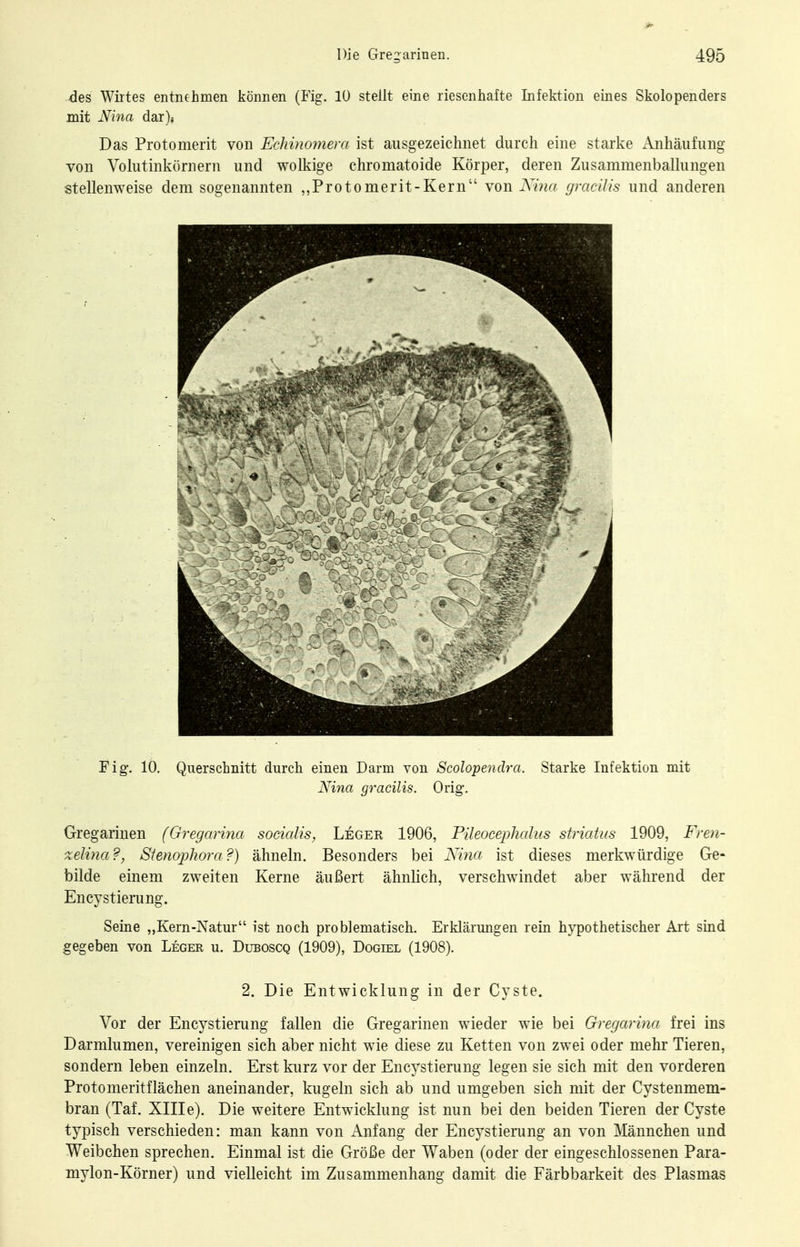 des Wirtes entnehmen können (Fig. lü stellt eine riesenhafte Infektion eines Skolopenders mit Nina dar). Das Protomerit von Echinomera ist ausgezeichnet durch eine starke Anhäufung von Volutinkörnern und wolkige chromatoide Körper, deren Zusammenballungen stellenweise dem sogenannten ,,Protomerit-Kern von Kina gmcilis und anderen Fig-. 10. Querschnitt durch einen Darm von Scolopendra. Starke Infektion mit Nina gracilis. Orig. Gregarinen (Gregarina socialis, Leger 1906, Pileocephalus stricäiis 1909, Fren- zelina ?, Sienopliora ?) ähneln. Besonders bei Nina ist dieses merkwürdige Ge- bilde einem zweiten Kerne äußert ähnlich, verschwindet aber während der Encystierung. Seine „Kern-Natur ist noch problematisch. Erklärungen rein h5rpothetischer Art sind gegeben von Leger u. Duboscq (1909), Dogiel (1908). 2. Die Entwicklung in der Cyste. Vor der Encystierung fallen die Gregarinen wieder wie bei Gregarina frei ins Darmlumen, vereinigen sich aber nicht wie diese zu Ketten von zwei oder mehr Tieren, sondern leben einzeln. Erst kurz vor der Encystierung legen sie sich mit den vorderen Protomeritflächen aneinander, kugeln sich ab und umgeben sich mit der Cystenmem- bran (Taf. Xllle). Die weitere Entwicklung ist nun bei den beiden Tieren der Cyste typisch verschieden: man kann von Anfang der Encystierung an von Männchen und Weibchen sprechen. Einmal ist die Größe der Waben (oder der eingeschlossenen Para- mylon-Körner) und vielleicht im Zusammenhang damit die Färbbarkeit des Plasmas