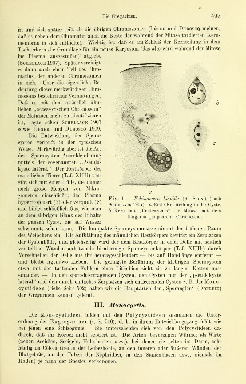 r ist und sich später teilt als die übrigen Chromosomen (Leger und Duboscq meinen, daß es neben dem Chromatin auch die Reste der während der Mitose tordierten Kern- membran in sich enthielte). Wichtig ist, daß es am Schluß der Kernteilung in dem Tochterkern die Grundlage für ein neues Karyosom (das alte wird während der Mitose ins Plasma ausgestoßen) abgiebt (Schellack 1907). Später vereinigt es dann auch einen Teil des Chro- .„-^ matins , der anderen Chromosomen in sich. Über die eigentliche Be- deutung dieses merkwürdigen Chro- mosoms bestehen nur Vermutungen. Daß es mit dem äußerlich ähn- lichen „accessorischen Chromosom der Metazoen nicht zu identifizieren ist, sagte schon Schellack J907 sowie Leger _und Duboscq 1909. Die Entwicklung der Sporo- cysten verläuft in der typischen Weise. Merkwürdig aber ist die Art der Spor0 cy sten - Ausschleu demng mittels der sogenarinten „Pseudo- zyste lateral. Der Restkörper des männlichen Tieres (Taf. XIIIi) um- gibt sich mit einer Hülle, die immer noch große Mengen von Mikro- gameten einschließt; das Plasma hypertrophiert (?) oder verquillt (?) und bildet schließlich Gas, wie man an dem silbrigen Glanz des Inhalts der ganzen Cyste, die auf Wasser schwimmt, sehen kann. Die kompakte Sporocystenmasse nimmt den früheren Raum des Weibchens ein. Die Aufblähung des männlichen Restkörpers bewirkt ein Zerplatzen der Cystenhülle, und gleichzeitig wird der dem Restkörper in einer Delle mit seitlich versteiften Wänden aufsitzende birnförmige Sporocystenkörper (Taf. Xlllk) durch Vorschnellen der Delle aus ihr herausgeschleudert — bis auf Handlänge entfernt — und bleibt irgendwo kleben. Die geringste Berührung der klebrigen SporoCysten etwa mit den tastenden Fühlern eines Lithobius zieht sie zu langen Ketten aus- einander. — In den sporodukttragenden Cysten, den Cysten mit der ,,pseudokyste lateral und den durch einfaches Zerplatzen sich entleerenden Cysten z. B. der Mono- cystideen (siehe Seite 502) haben wir die Hauptarten der ,,Sporangien (Doflein) der Gregarinen kennen gelernt. III. Monocystis. Die Monocystideen bilden mit den Polycystideen zusammen die Unter- ordnung der Eugregarinen (s. S. 510), d. h. in ihrem Entwicklungsgang fehlt wie bei jenen eine Schizogonie. Sie unterscheiden sich von den Polycystideen da- durch, daß ihr Körper nicht septiert ist. Die Arten bevorzugen Würmer als Wirte (neben Ascidien, Seeigeln, Holothurien usw.), bei denen sie selten im Darm, sehr häufig im Cölom (frei in der Leibeshöhle, an den inneren oder äußeren Wänden der Blutgefäße, an den Tuben der Nephridien, in den Samenblasen usw., niemals im Hoden) je nach der Spezies vorkommen. Fig. 11. EcJiinomera hispida (A. Schn.) (nach Schellack 1907). a Erste Kernteilung in der Cyste. b Kern mit „Centroconns. c Mitose mit dem längereu „mipaaren Chromosom.