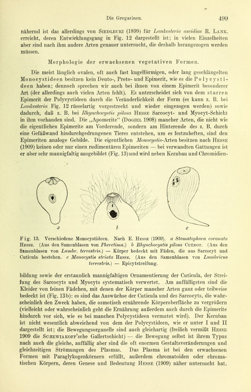 nähernd ist das allerdings von SiEDLECia (1899) für Lcmkesteria ascidiae R. Lank. erreicht, deren Entwicklungsgang in Fig. 12 dargestellt ist; in vielen Einzelheiten aber sind nach ihm andere Arten genauer untersucht, die deshalb herangezogen werden müssen. Morphologie der erwachsenen vegetativen Formen. Die meist länglich ovalen, oft auch fast kugelförmigen, oder lang geschlängelten Mono cy st ideell besitzen kein Deuto-, Proto- und Epimerit, wie es die Po ly cysti- deen haben; dennoch sprechen wir auch bei ihnen von einem Epimerit besonderer Art^ (der allerdings auch vielen Arten fehlt). Es unterscheidet sich von dem starren Epimerit der Polycystideen durch die Veränderlichkeit der Form (es kann z. B. bei Lankesteria Fig. 12 rüsselartig vorgestreckt und wieder eingezogen werden) sowie dadurch, daß z. B. bei Rhynchocystis pilosa Hesse Sarcocyt- und Myocyt-Schicht in ihm vorhanden sind. Die ,,Apomerite (Dogiel 1908) mancher Arten, die nicht wie die eigentlichen Epimerite am Vorderende, sondern am Hinterende des z. B. durch eine Gefäßwand hindurchgedrungenen Tieres entstehen, um es festzuheften, sind den Epimeriten analoge Gebilde. Die eigentlichen Monocystis-Arten besitzen nach Hesse (1909) keinen oder nur einen rudimentären Epimeriten — bei verwandten Gattungen ist er aber sehr mannigfaltig ausgebildet (Fig. 13) und wird neben Kernbau und Chromidien- Fig. 13. Verschiedene Monocystideen. Nach E. Hesse (1909). a Stomatophora coronata Hesse. (Aus den Samenblasen von Pheretima.) b Rhynchocystis pilosa Cuenot, (Ans den Samenblasen von Lumbr. terrestris.) — Körper bedeckt mit Fäden, die aus Sarcocyt und Cuticnla bestehen, c Monocystis striata Hesse. (Aus den Samenblasen von Lumbricus terrestris.) — Epicytstreifnng-. bildung sowie der erstaunlich mannigfaltigen Ornamentierung der Cuticula, der Strei- fung des Sarcocyts und Myocyts systematisch verwertet. Am auffälligsten sind die Kleider von feinen Fädchen, mit denen der Körper mancher Arten ganz oder teilweise bedeckt ist (Fig. 13b): es sind das Auswüchse der Cuticula und des Sarcocyts, die wahr- scheinlich den Zweck haben, die osmotisch ernährende Körperoberfläche zu vergrößern (vielleicht oder wahrscheinlich geht die Ernährung außerdem auch durch die Epimerite hindurch vor sich, wie es bei manchen Polycystideen vermutet wird). Der Kernbau ist nicht wesentlich abweichend von dem der Polycystideen, wie er unter I und II dargestellt ist; die Bewegungsorganelle sind auch gleichartig (freilich vermißt Hesse 1909 die ScHEWiAKOFp'sche Gallertschicht) — die Bewegung selbst ist ihrem Typus nach auch die gleiche, auffällig aber sind die oft enormen Gestaltsveränderungen und gleichzeitigen Strömungen des Plasmas. Das Plasma ist bei den erwachsenen Formen mit Paraglykogenkörnern erfüllt, außerdem chromatoiden oder chroma- tischen Körpern, deren Genese und Bedeutung Hesse (1909) näher untersucht hat.