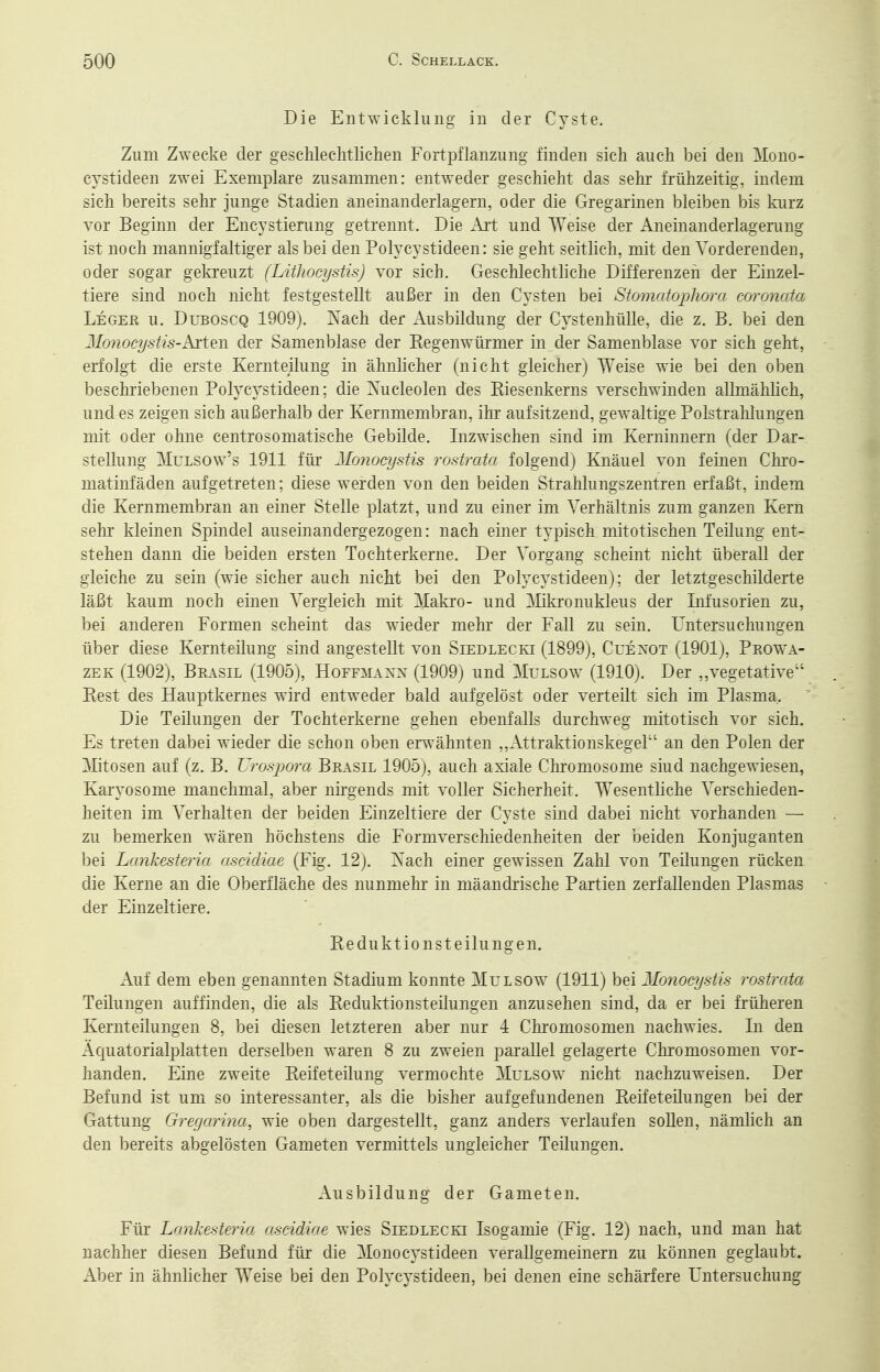 Die Entwicklung in der Cyste. Zum Zwecke der geschlechtlichen Fortpflanzung finden sich auch bei den ]kIono- cystideen zwei Exemplare zusammen: entweder geschieht das sehr frühzeitig, indem sich bereits sehr junge Stadien aneinanderlagern, oder die Gregarinen bleiben bis kurz vor Beginn der Encystiening getrennt. Die Art und Weise der Aneinanderlagerung ist noch mannigfaltiger als bei den Polycystideen: sie geht seitHch, mit den Vorderenden, oder sogar gekreuzt (Lithoeystis) vor sich. Geschlechtliche Differenzen der Einzel- tiere sind noch nicht festgestellt außer in den Cysten bei Stomatojjho/r/ coronata Leger u. Duboscq 1909). Xach der Ausbildung der Cystenhülle, die z. B. bei den Monocystis-Ait^w der Samenblase der Regenwürmer in der Samenblase vor sich geht, erfolgt die erste Kernteilung in ähnlicher (nicht gleicher) Weise wie bei den oben beschriebenen Polycystideen: die Xucleolen des Riesenkerns verschwinden allmählich, und es zeigen sich außerhalb der Kernmembran, ihr aufsitzend, gewaltige Polstrahlungen mit oder ohne centrosomatische Gebilde. Inzwischen sind im Kerninnern (der Dar-. Stellung MuLSOw's 1911 für JIo?iocysfis rostrata folgend) Knäuel von feinen Chro- matinfäden aufgetreten; diese werden von den beiden Strahlungszentren erfaßt, indem die Kernmembran an einer Stelle platzt, und zu einer im Verhältnis zum ganzen Kern sehr kleinen Spindel auseinandergezogen: nach einer typisch mitotischen Teilung ent- stehen dann die beiden ersten Tochterkerne. Der Vorgang scheint nicht überall der gleiche zu sein (wie sicher auch nicht bei den Polycystideen); der letztgeschilderte läßt kaum noch einen Vergleich mit Makro- und 3Iikronukleus der Infusorien zu, bei anderen Formen scheint das wieder mehr der Fall zu sein. Untersuchungen über diese Kernteüung sind angestellt von Siedlecki (1899), Cuexot (1901), Prowa- zek (1902), Brasil (1905), Hoffmanx (1909) und Mulsoav (1910). Der „vegetative Rest des Hauptkernes wird entweder bald aufgelöst oder verteilt sich im Plasma. Die Teilungen der Tochterkerne gehen ebenfalls durchweg mitotisch vor sich. Es treten dabei wieder die schon oben erwähnten ..AttraktionskegeT' an den Polen der Mitosen auf (z. B. Urospora Brasil 1905), auch axiale Chromosome sind nachgewiesen, Karyosome manchmal, aber nirgends mit voller Sicherheit. Wesentliche Verschieden- heiten im Verhalten der beiden Einzeltiere der Cyste sind dabei nicht vorhanden — zu bemerken wären höchstens die Formverschiedenheiten der beiden Konjuganten bei Lankesteria ascidiae (Fig. 12j. Xach einer gewissen Zahl von Teilungen rücken die Kerne an die Oberfläche des nunmehr in mäandrische Partien zerfallenden Plasmas der Einzeltiere. Reduktionsteilungen. Auf dem eben genannten Stadium konnte Mulsow (1911) bei Jlonocystis rostrata Teilungen auffinden, die als Reduktionsteilungen anzusehen sind, da er bei früheren Kernteilungen 8, bei diesen letzteren aber nur 4 Chromosomen nachwies. In den Äcjuatorialplatten derselben waren 8 zu zweien parallel gelagerte Chromosomen vor- handen. Eine zweite Reifeteilung vermochte Mulsow nicht nachzuweisen. Der Befund ist um so interessanter, als die bisher aufgefundenen Reifeteilungen bei der Gattung Gregarina, wie oben dargestellt, ganz anders verlaufen soUen, nämhch an den bereits abgelösten Gameten vermittels ungleicher Teilungen. Ausbildung der Gameten. Für Lankesteria ascidiae wies Siedlecki Isogamie (Fig. 12) nach, und man hat nachher diesen Befund füi' die Monocystideen verallgemeinern zu können geglaubt. Aber in ähnlicher Weise bei den Polycystideen, bei denen eine schärfere Untersuchung